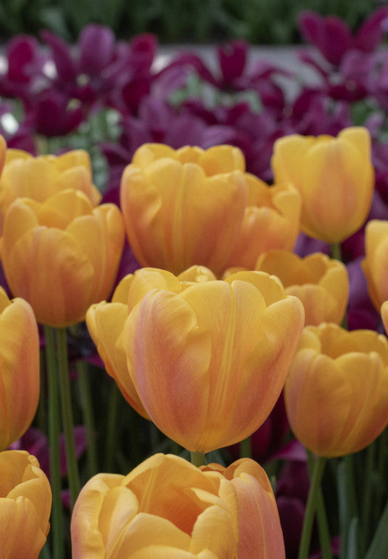 Tulipan Triumph - Belville - 12/+