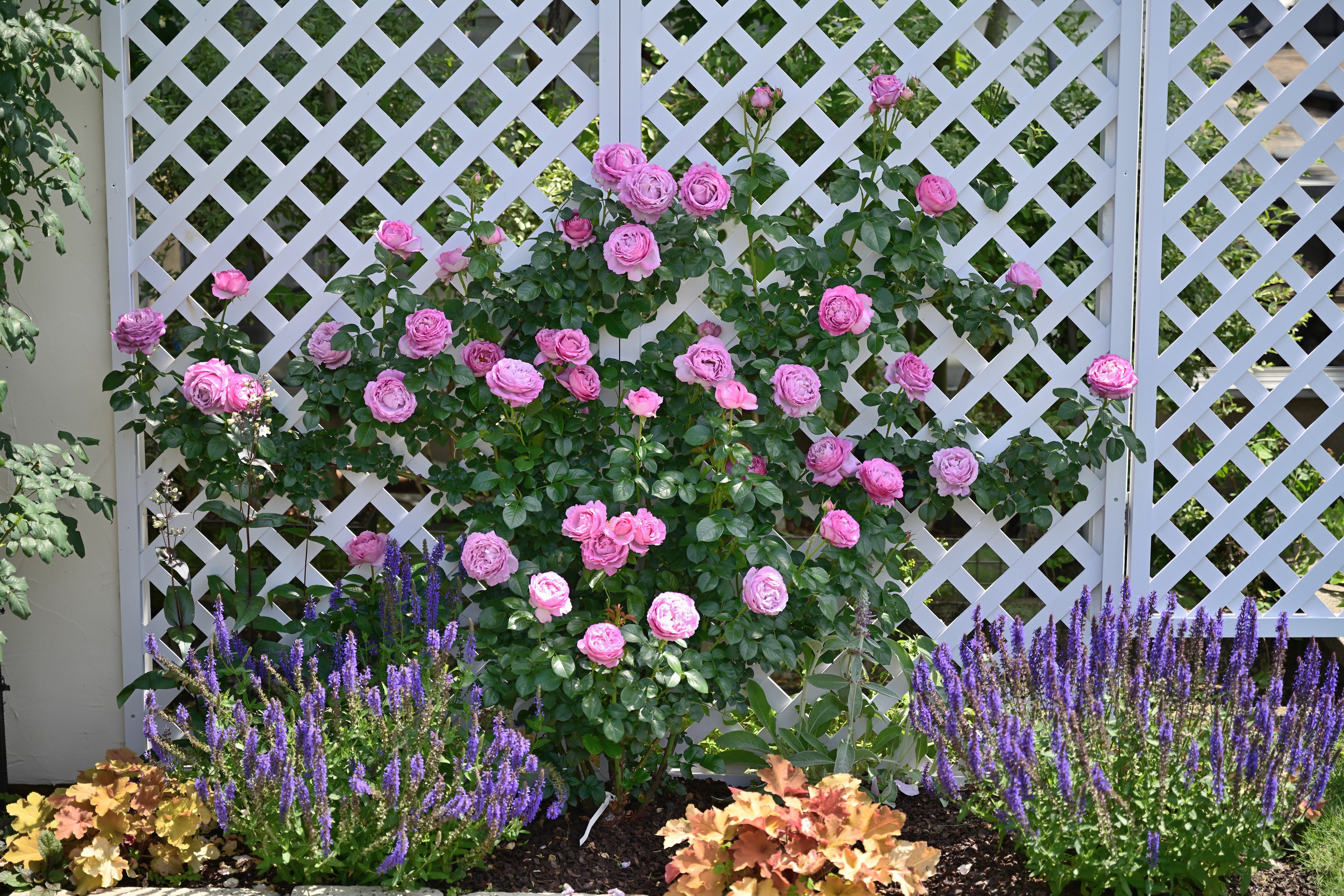 Floribunda Ruža - Alexandra David Neel®
