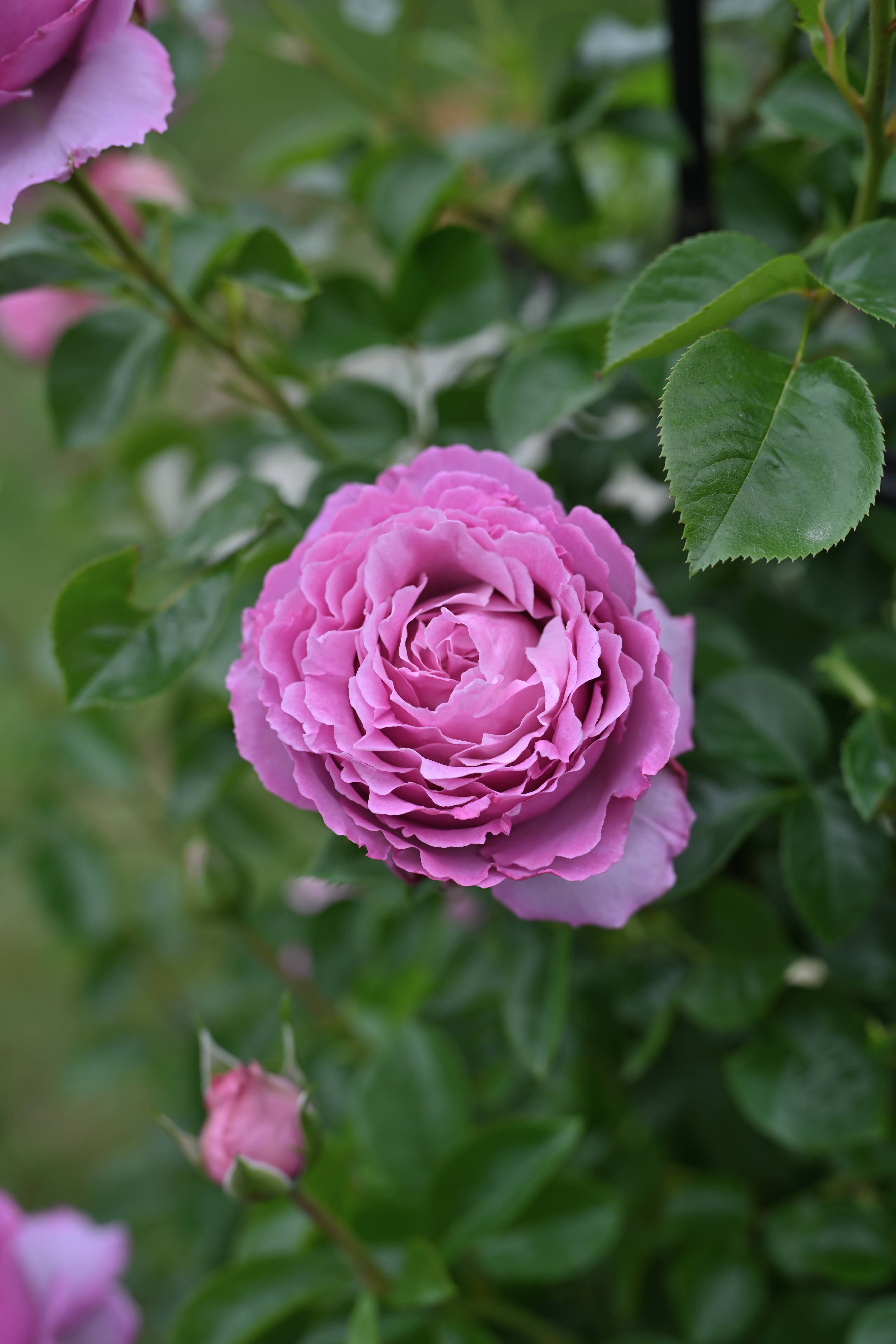 Floribunda Ruža - Alexandra David Neel®