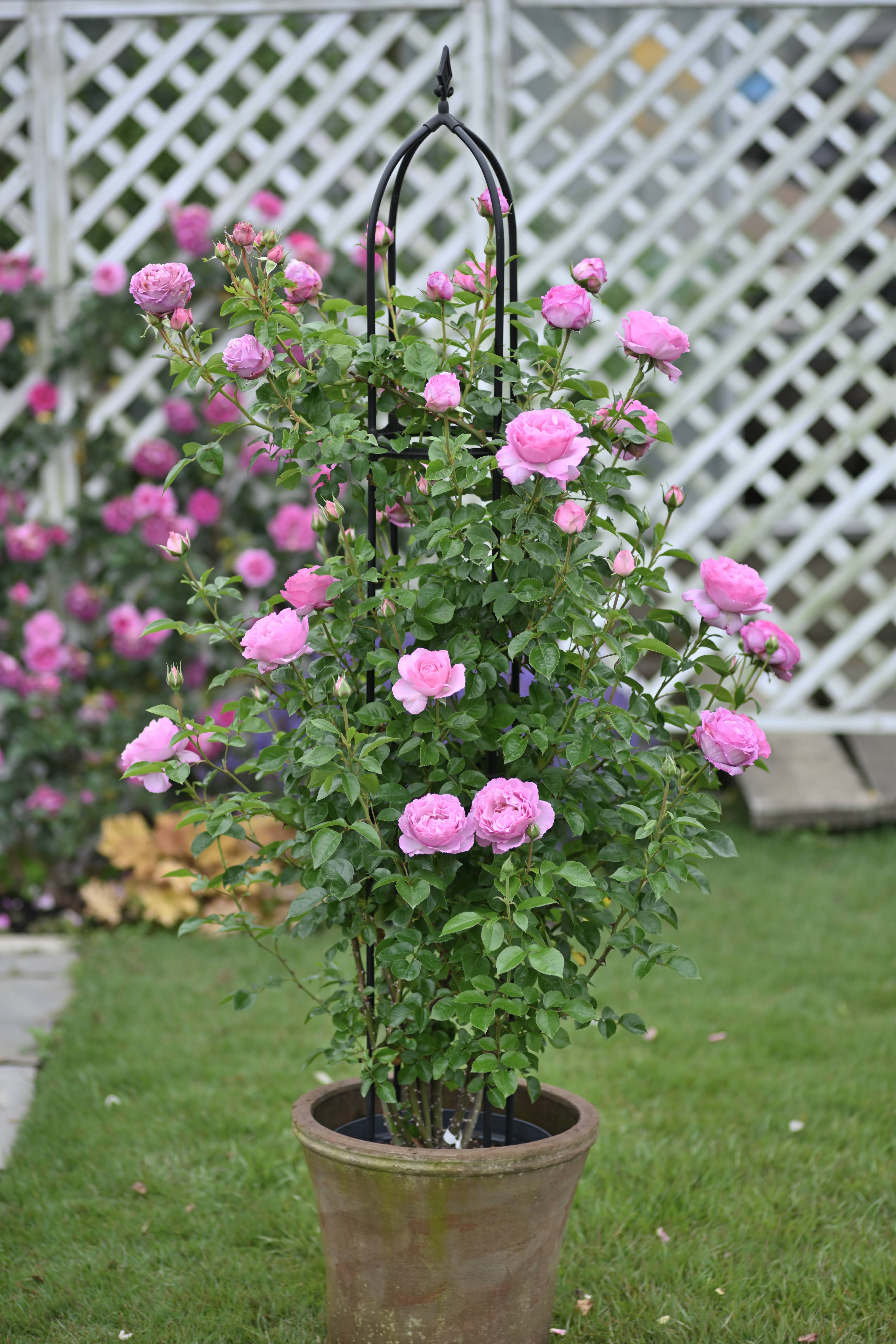 Floribunda Ruža - Alexandra David Neel®