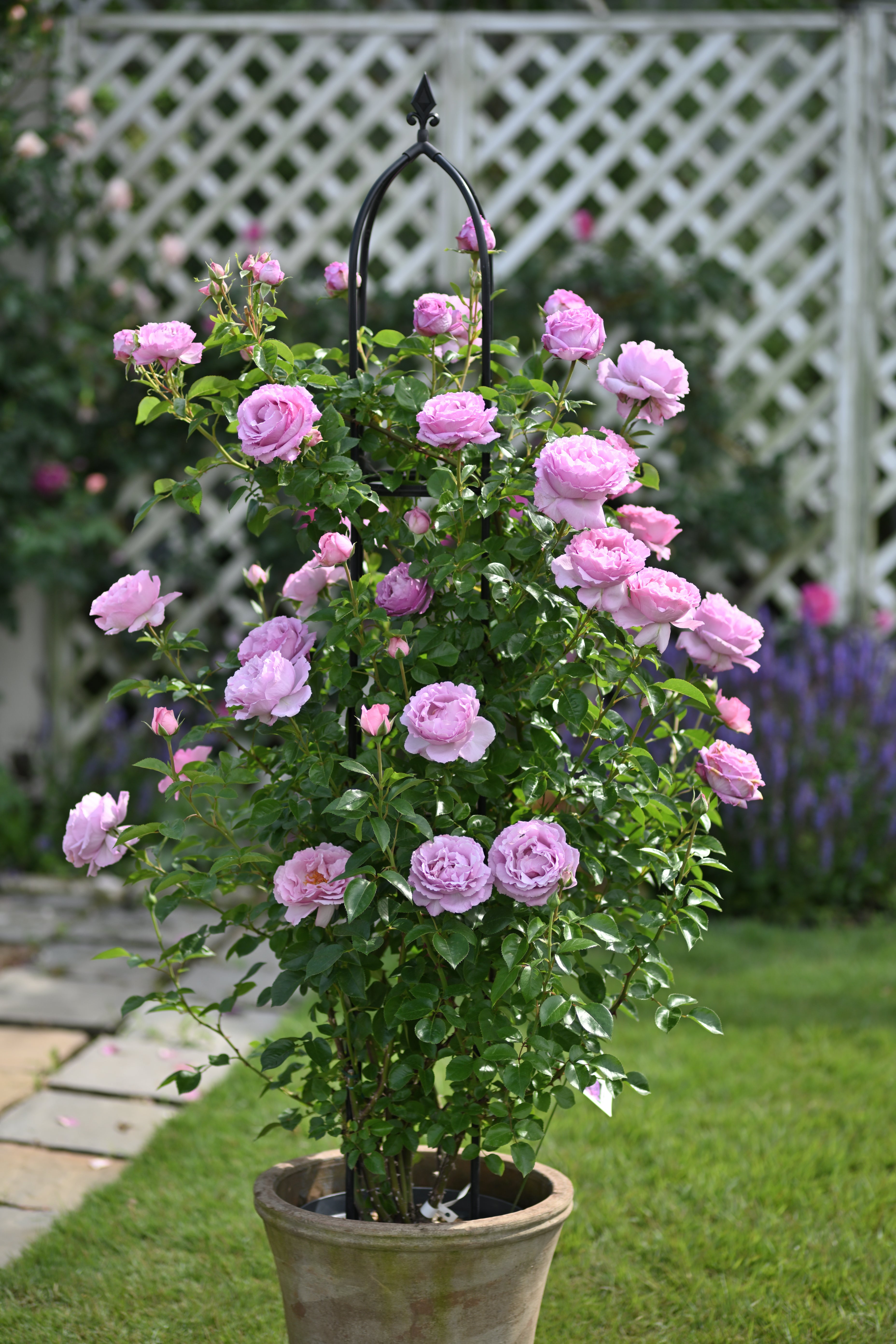 Floribunda Rose - Alexandra David Neel®