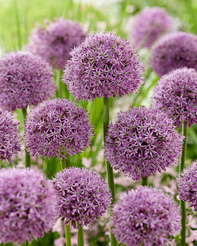 Garden Plants