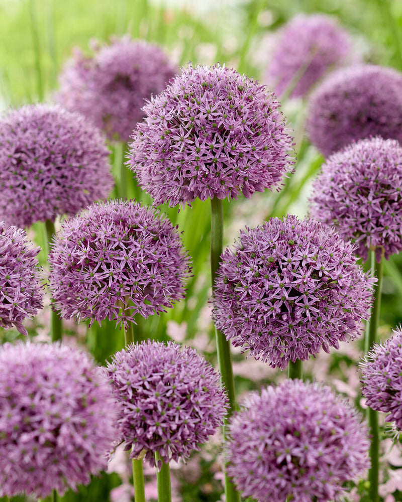 Allium - Gladiator -  24/+