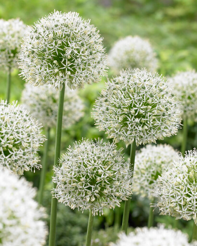 Allium - Mount Everest - 24/+