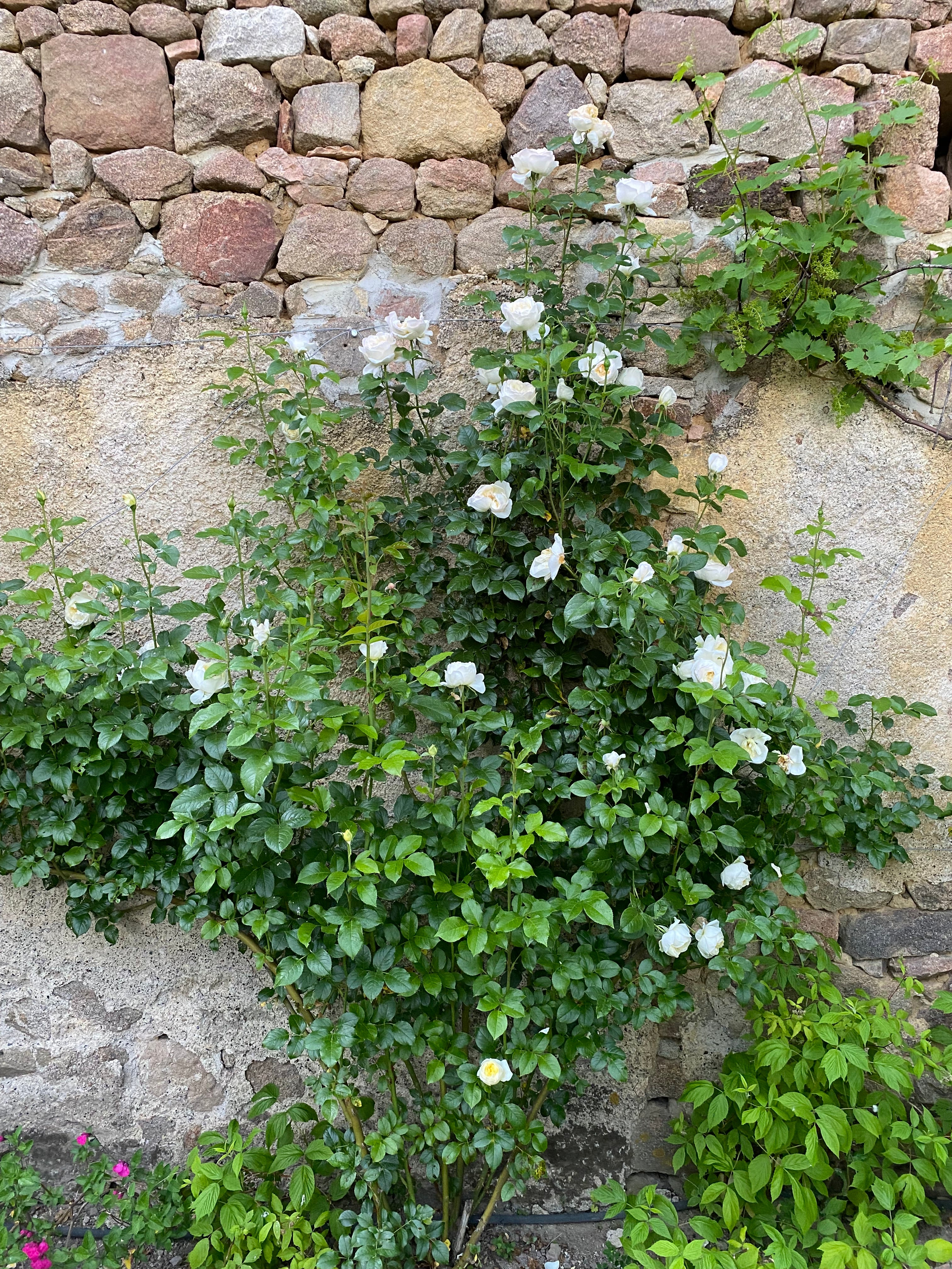 Climbing Rose - Amnesty International®
