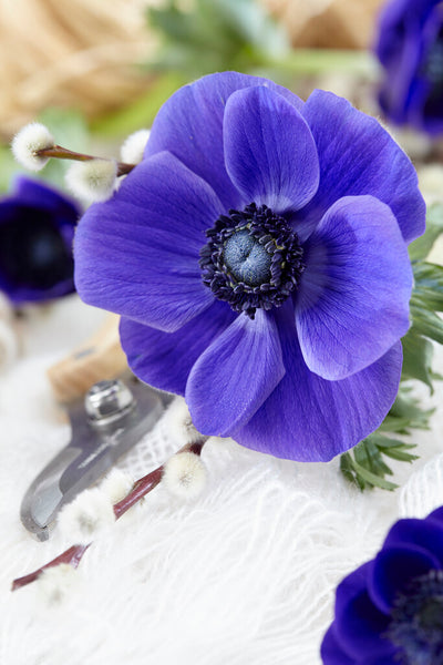 Anemone Blu - +2/3