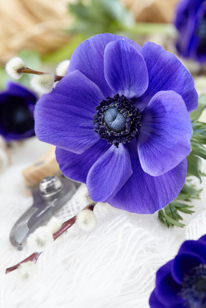 Anemone Blu - +2/3