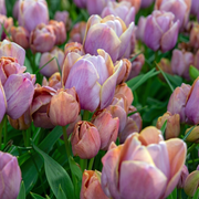Tulip Multiflowering - Blue Heaven - 12/+