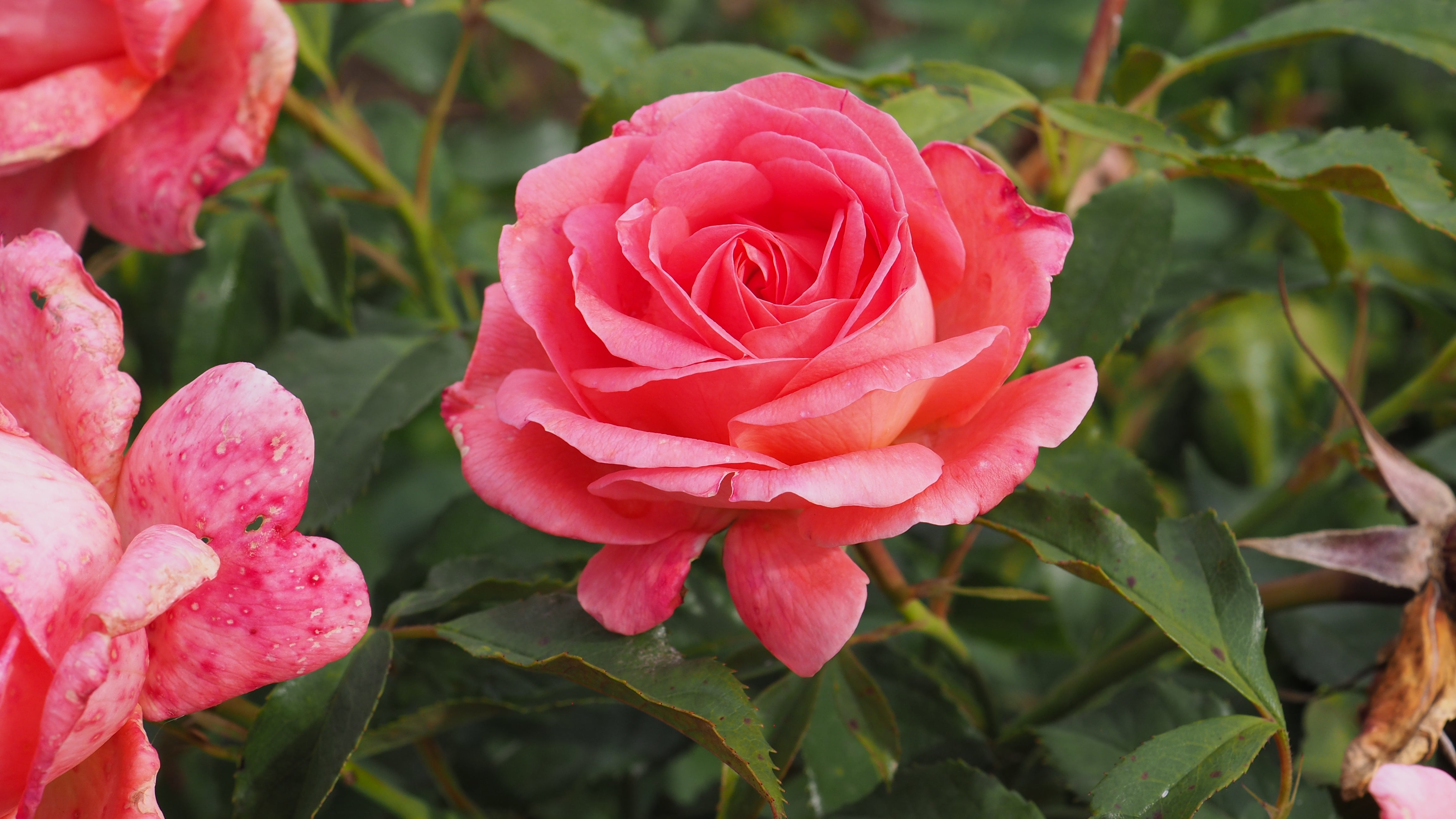 Floribunda Rose - Bijou Corail®