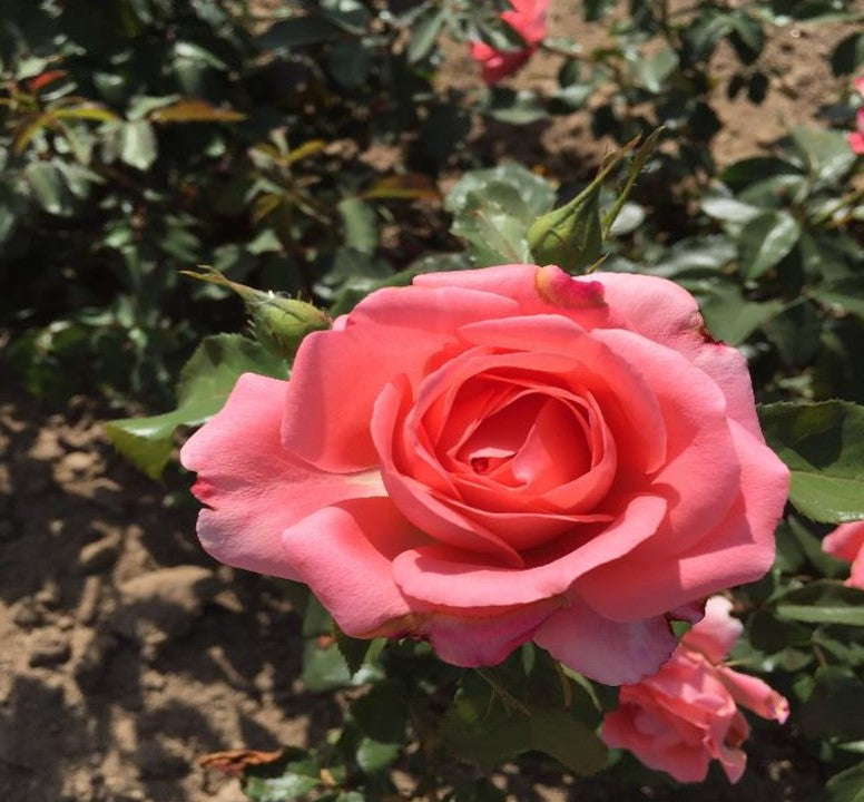 Floribunda Rose - Bijou Corail®