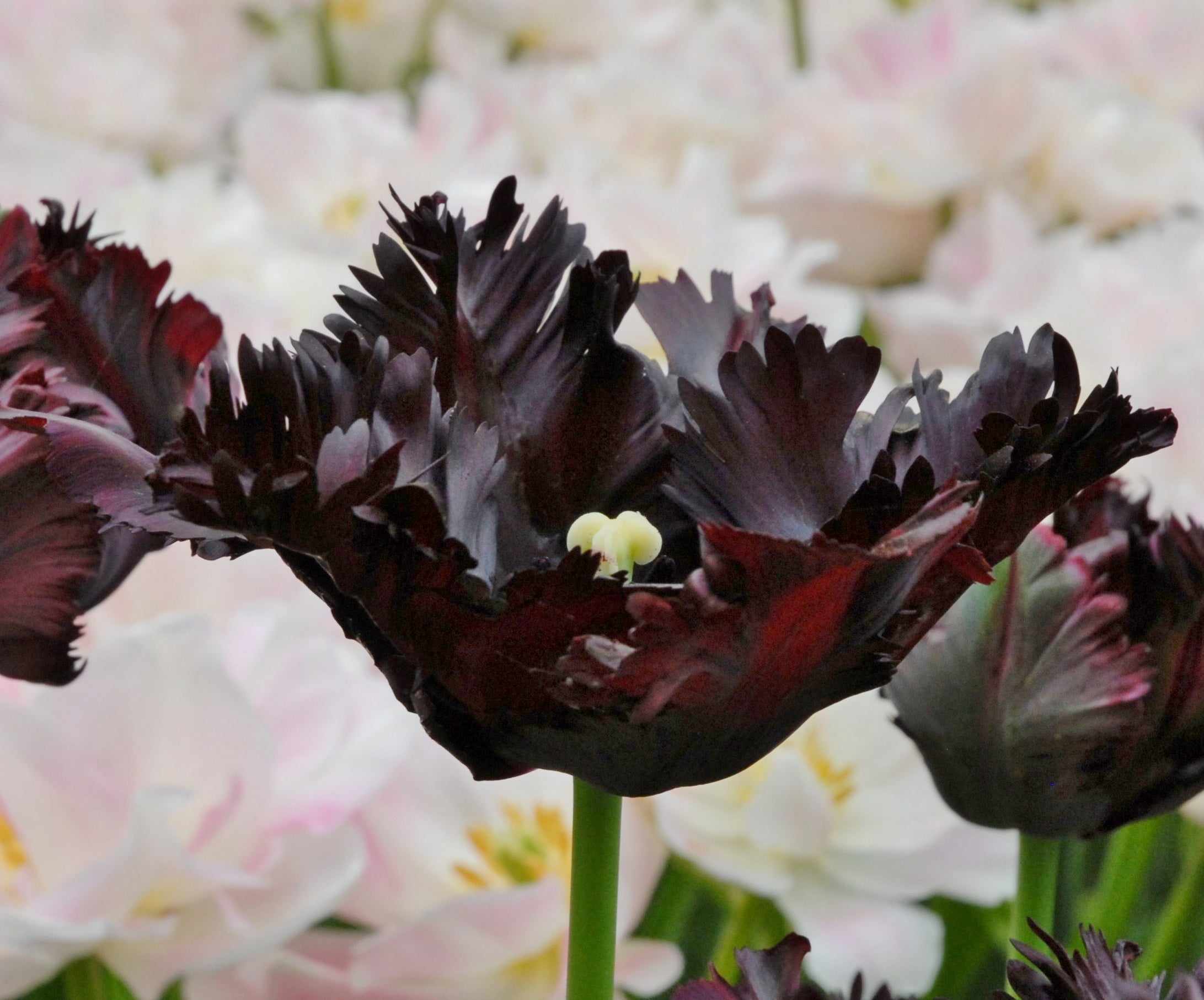 Tulipan Papiga - Crna Papiga - 12/+