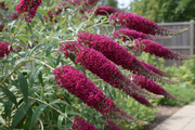 Butterfly Bush - Royal Red -1