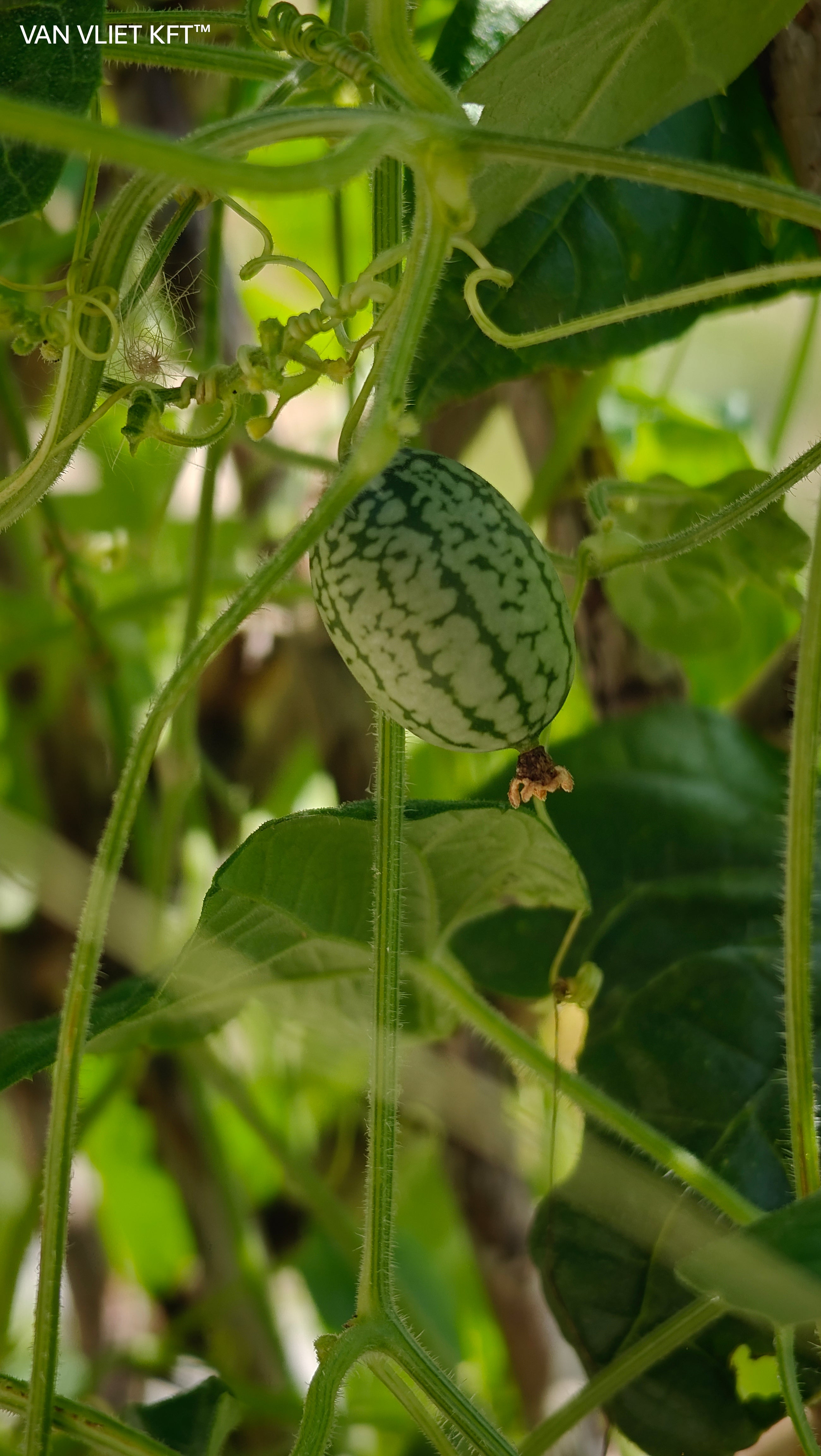 Meksički Mini Krastavac - Cucamelon - 15 Sjemenki