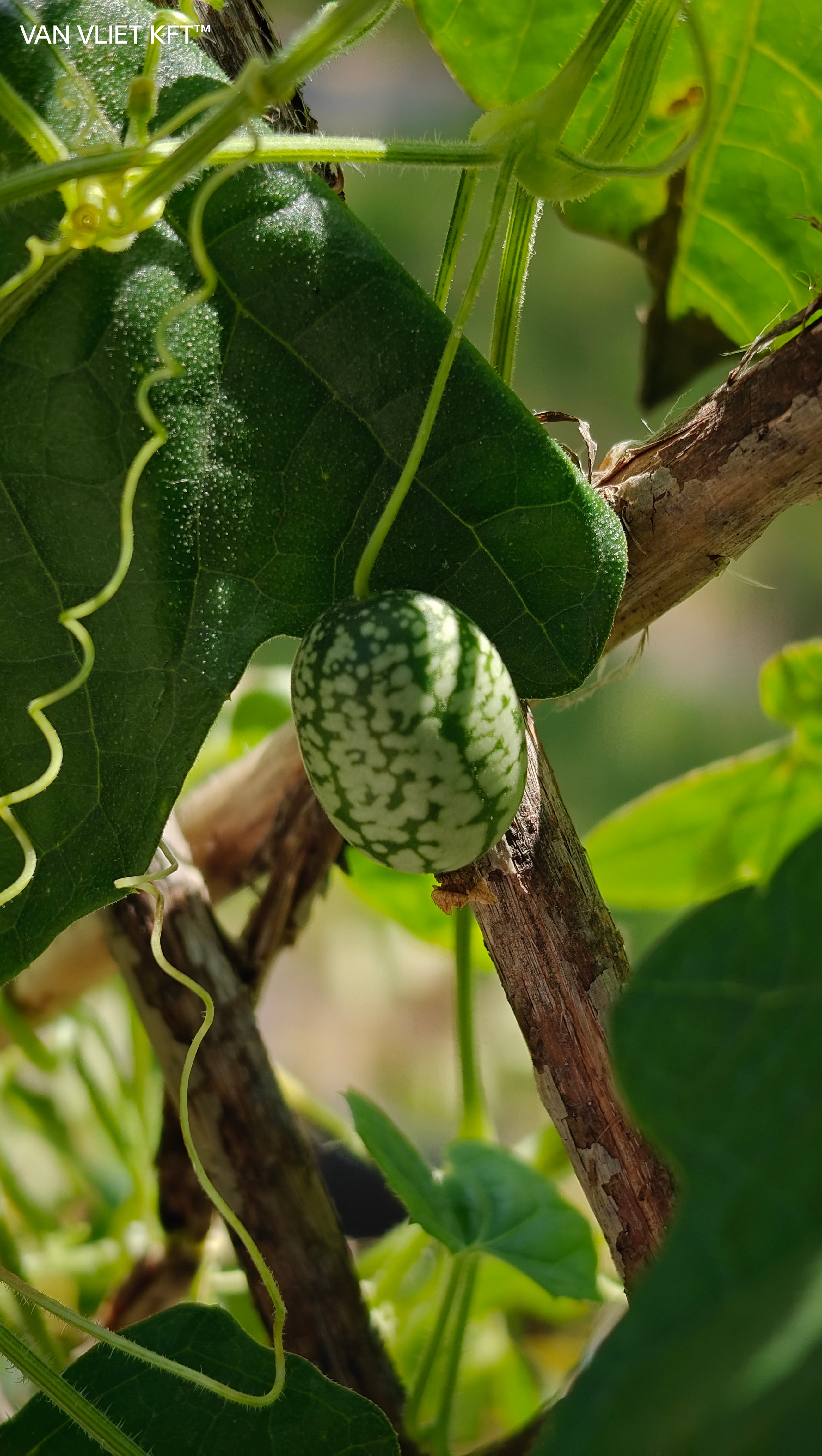 Meksički Mini Krastavac - Cucamelon - 15 Sjemenki