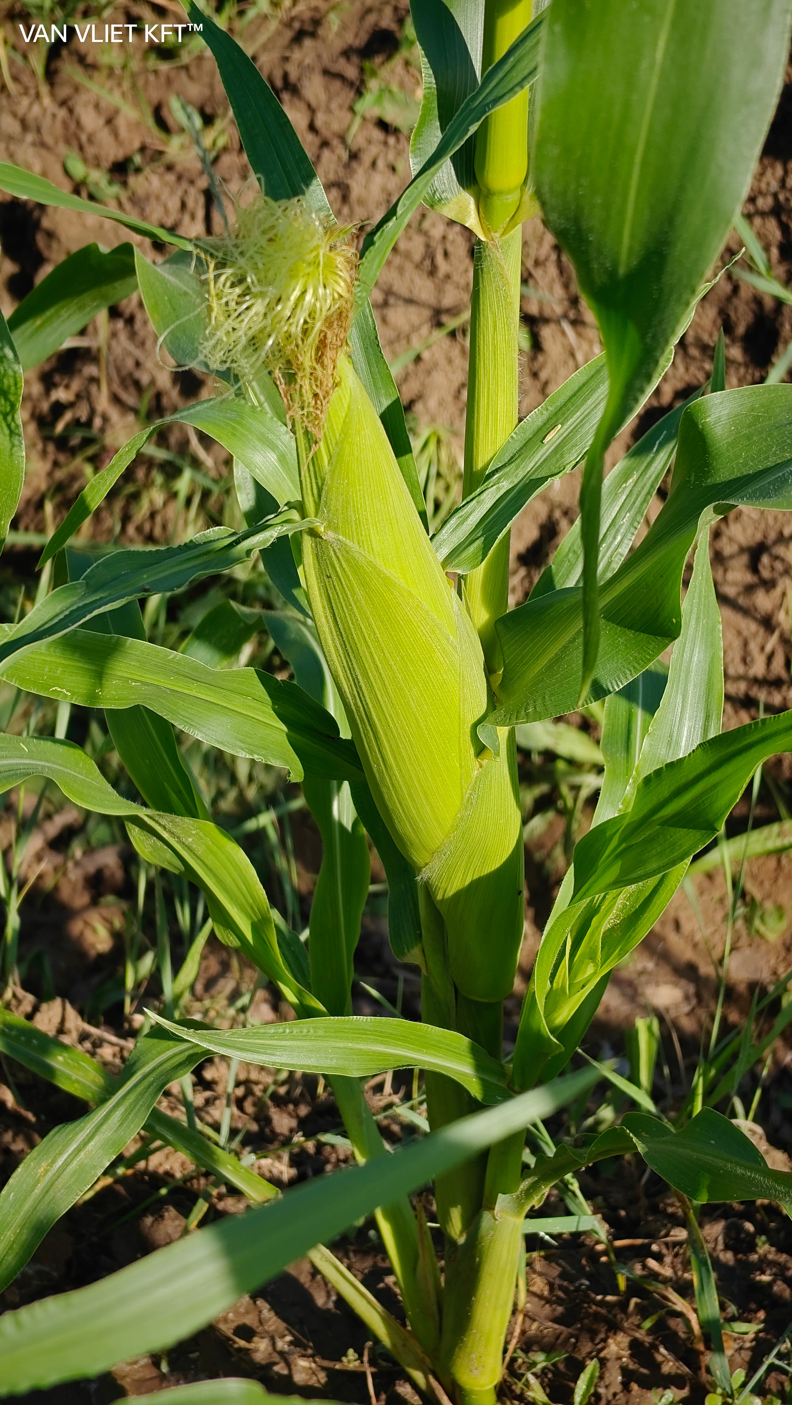 Šećerni Kukuruz - Golden Bantam - 8g