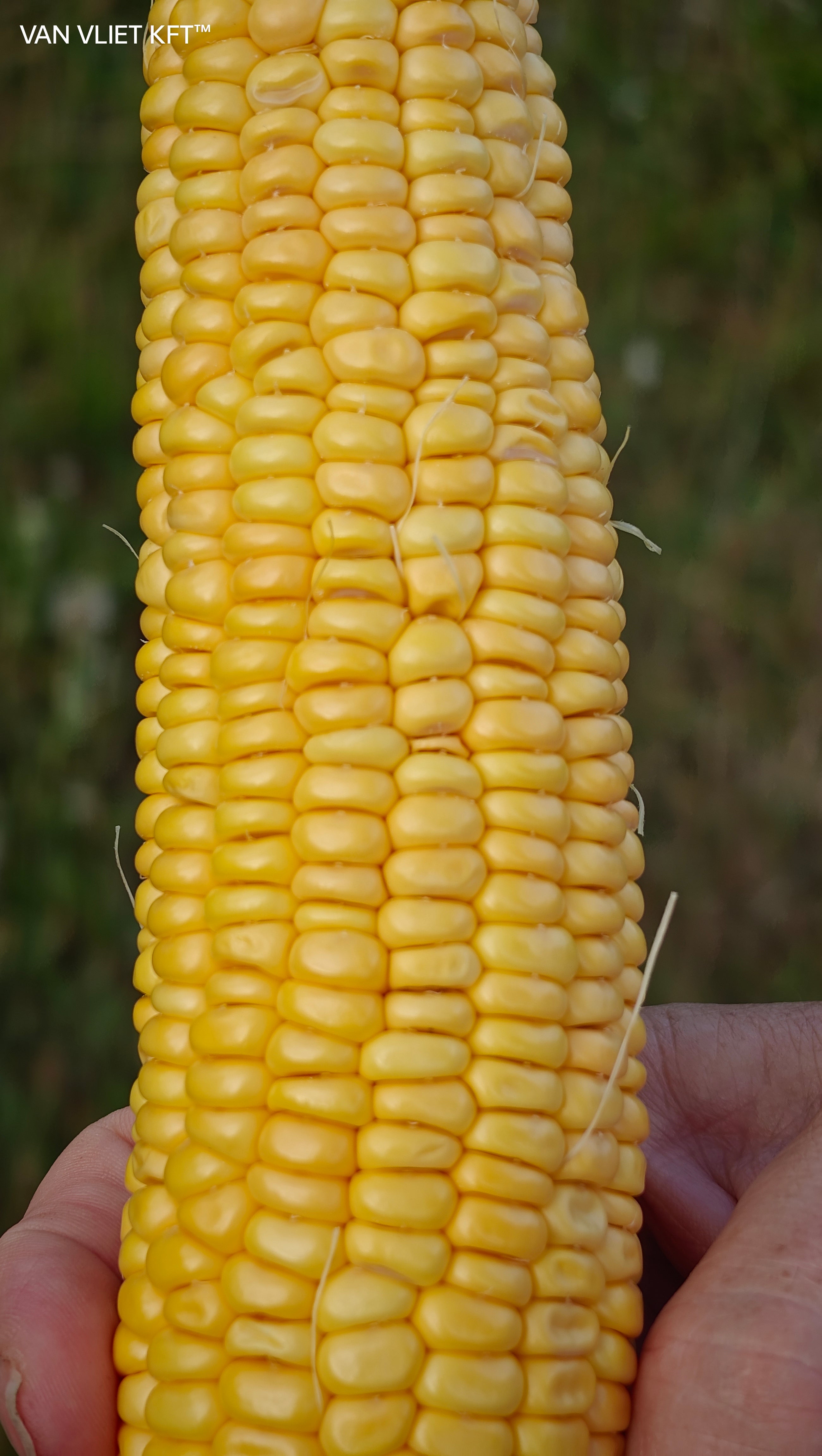 Šećerni Kukuruz - Golden Bantam - 8g