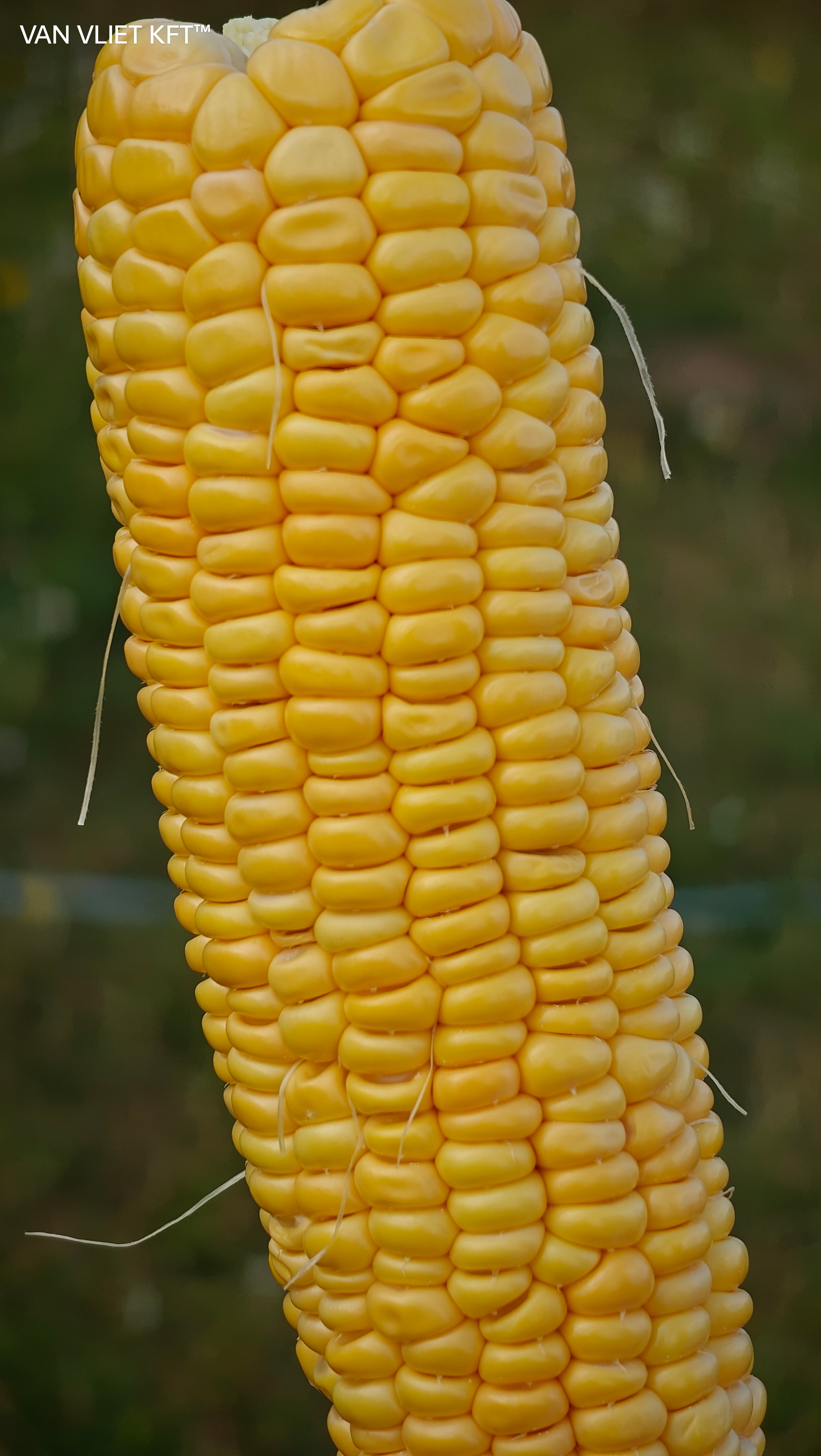 Šećerni Kukuruz - Golden Bantam - 8g