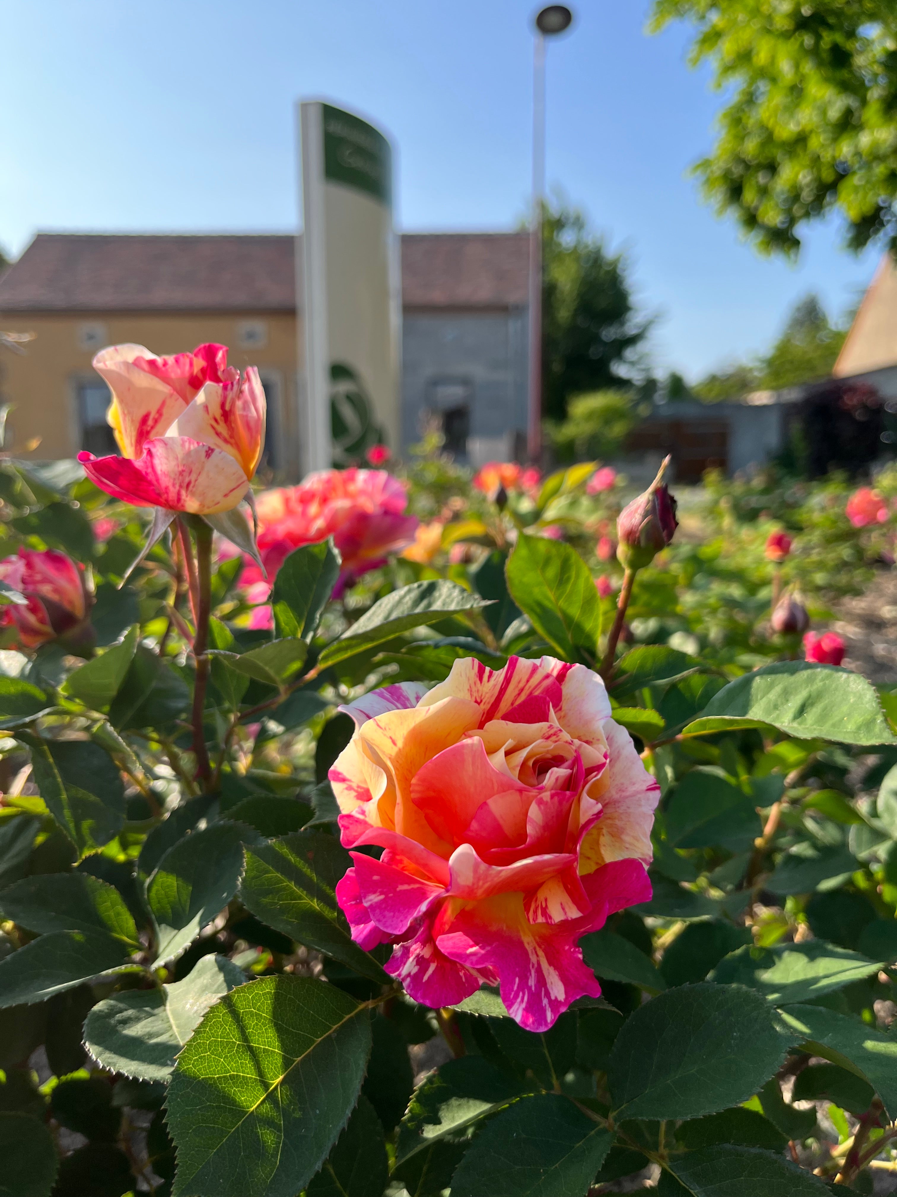 Čajevka Hibridna Ruža - Claude Monet®