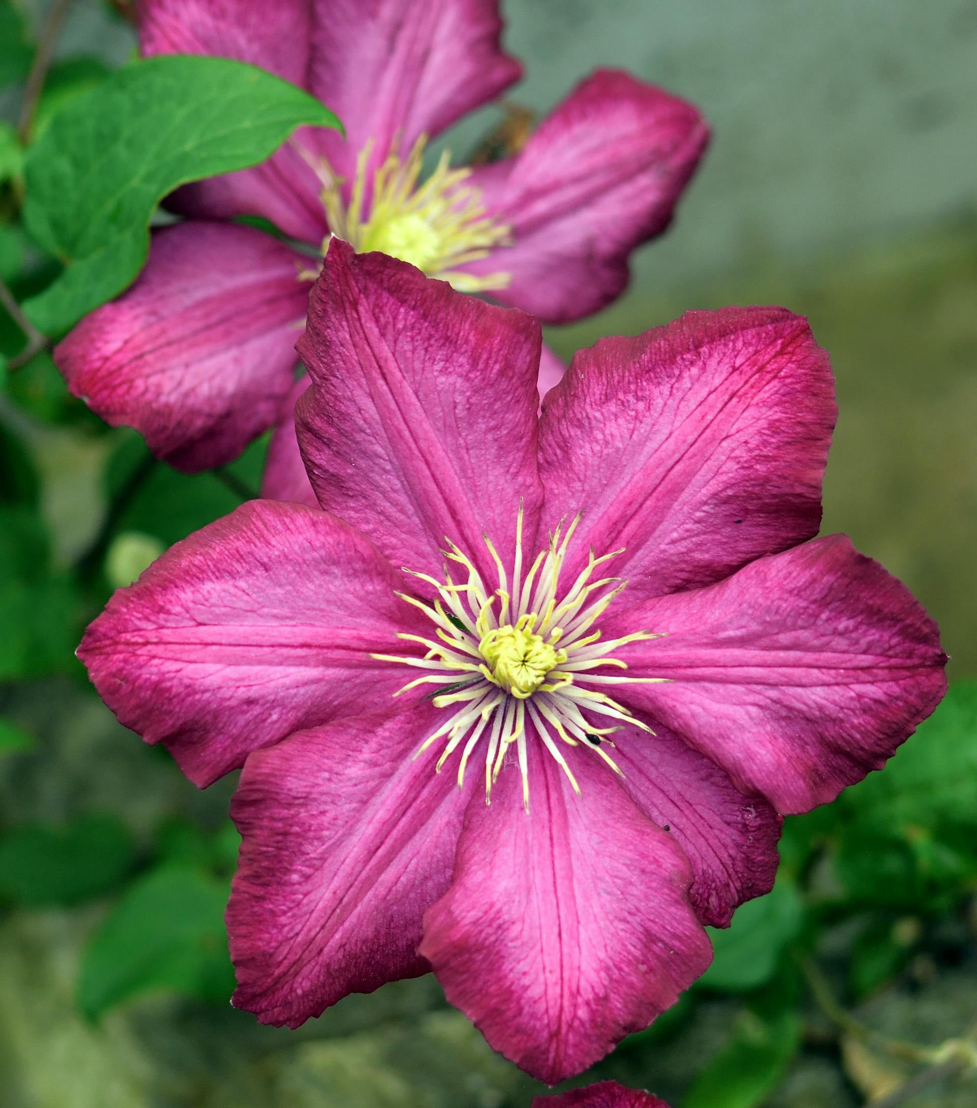 Clematis - Ville de Lyon - 2L