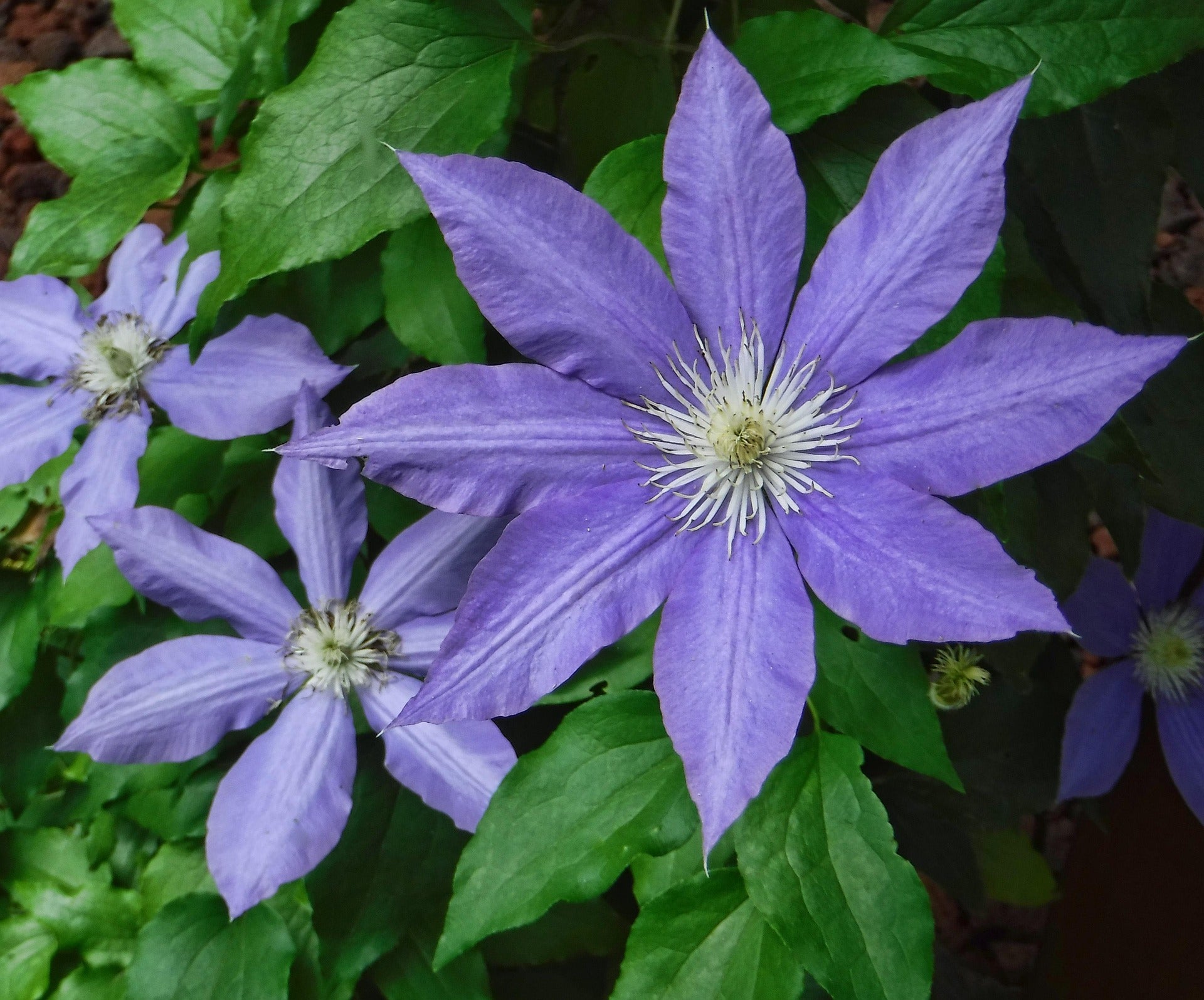 Clematis - Arabella-1