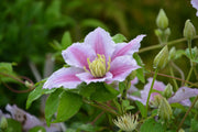 Clematis - Hagley Hybrid-1