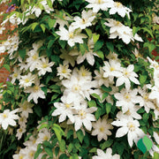 Clematis - Madame Le Coultre-1
