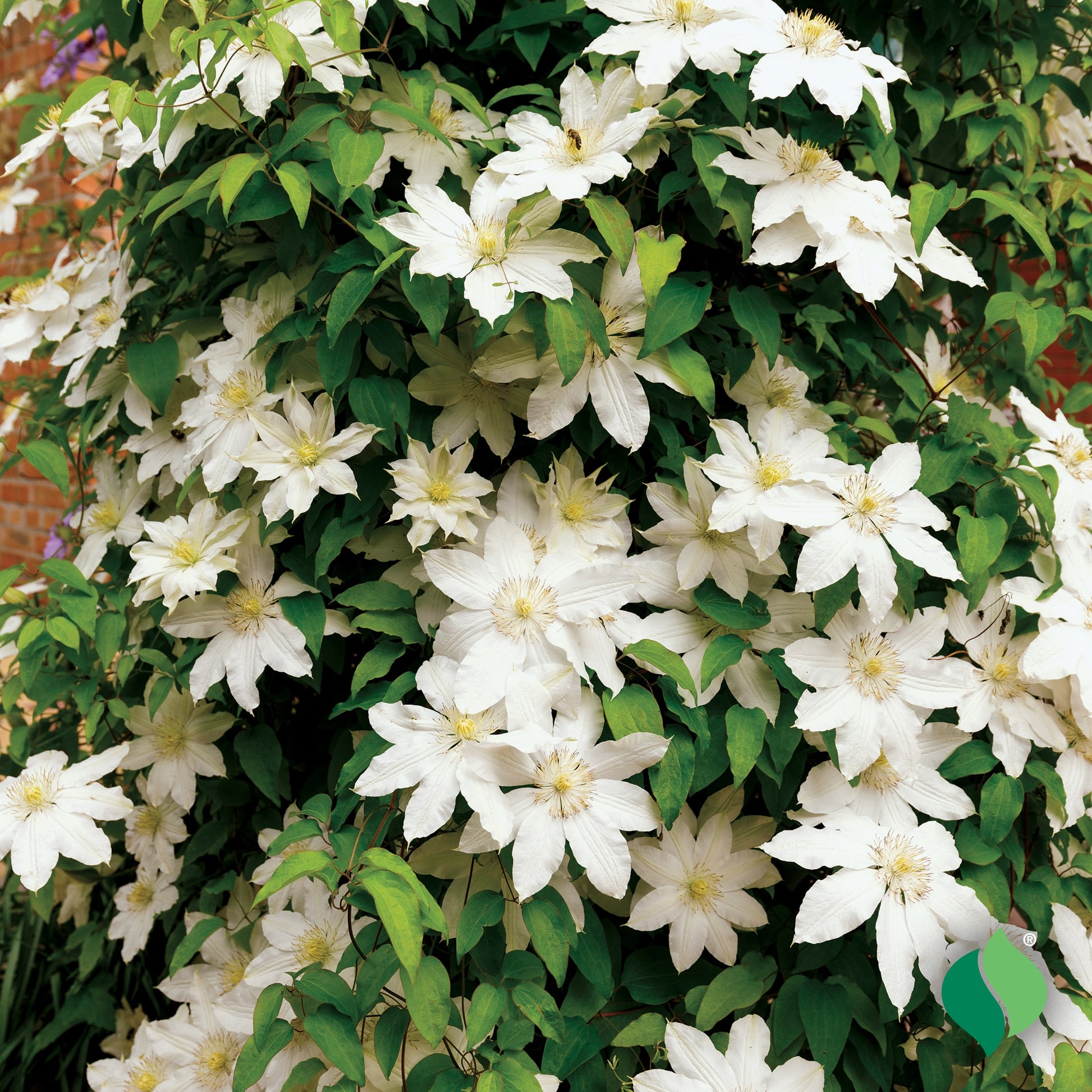 Clematis - Madame Le Coultre-1