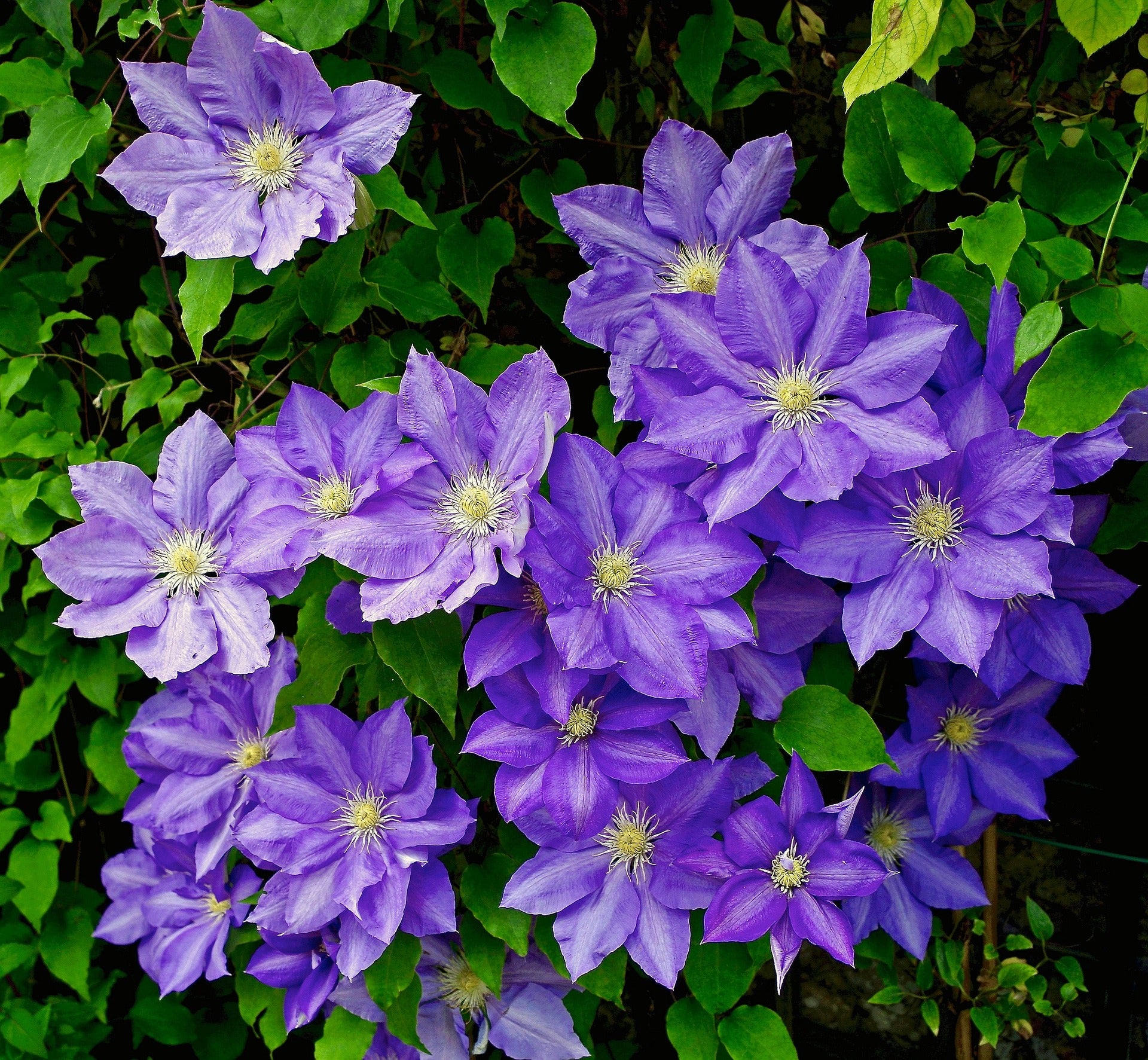 Clematis - Multi Blue-1