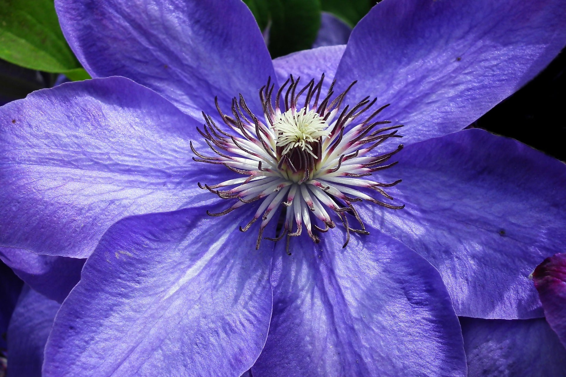 Clematis - Multi Blue-2