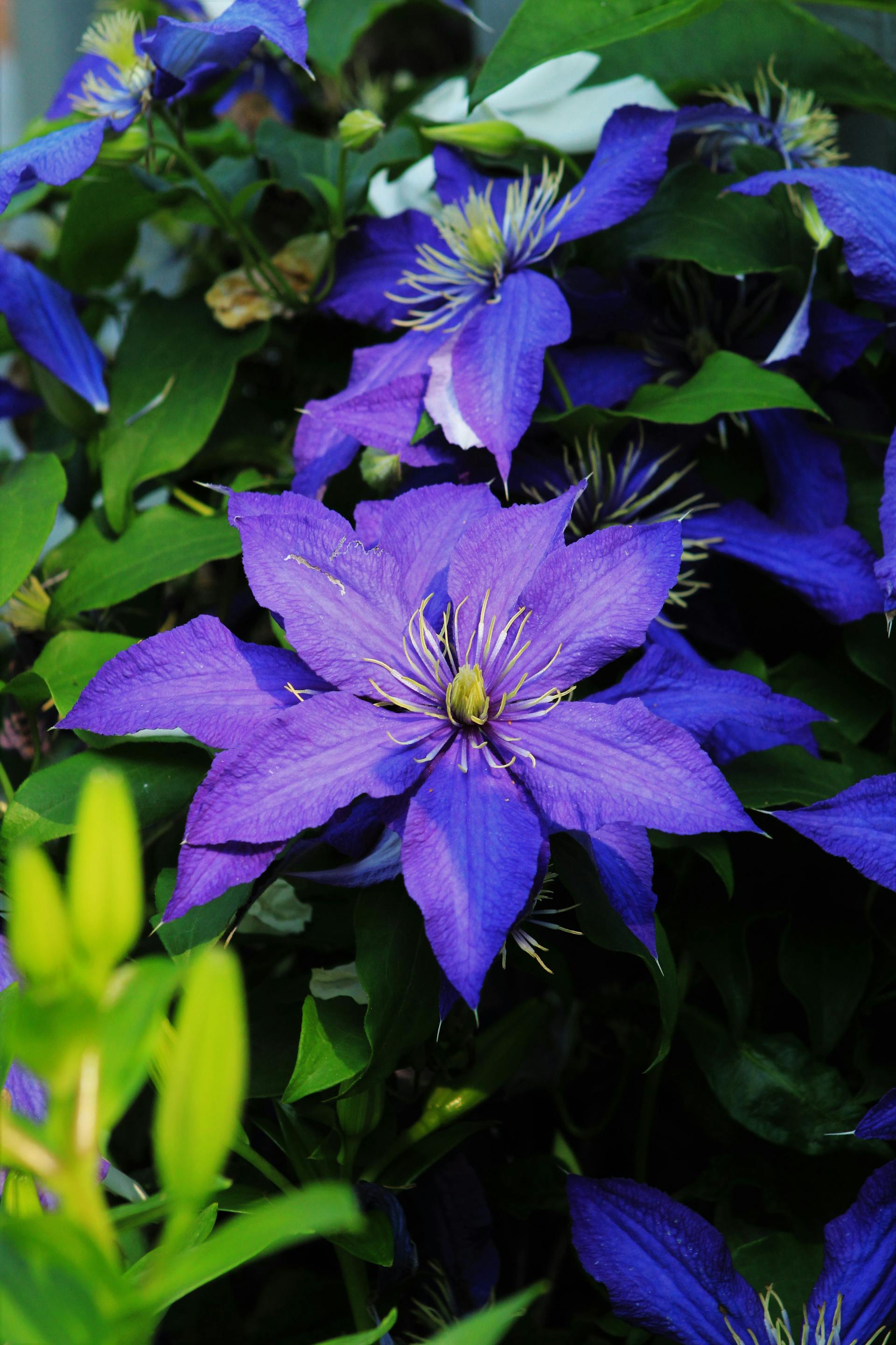 Clematis - The President -3