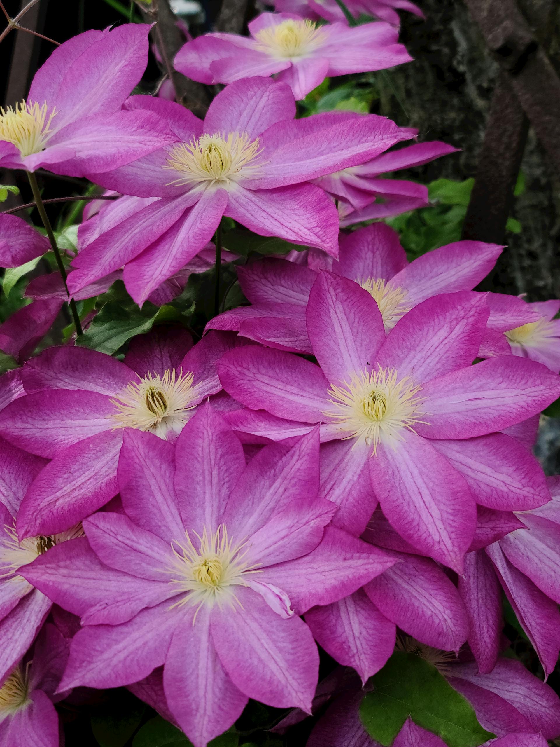 Clematis - Ville de Lyon-3