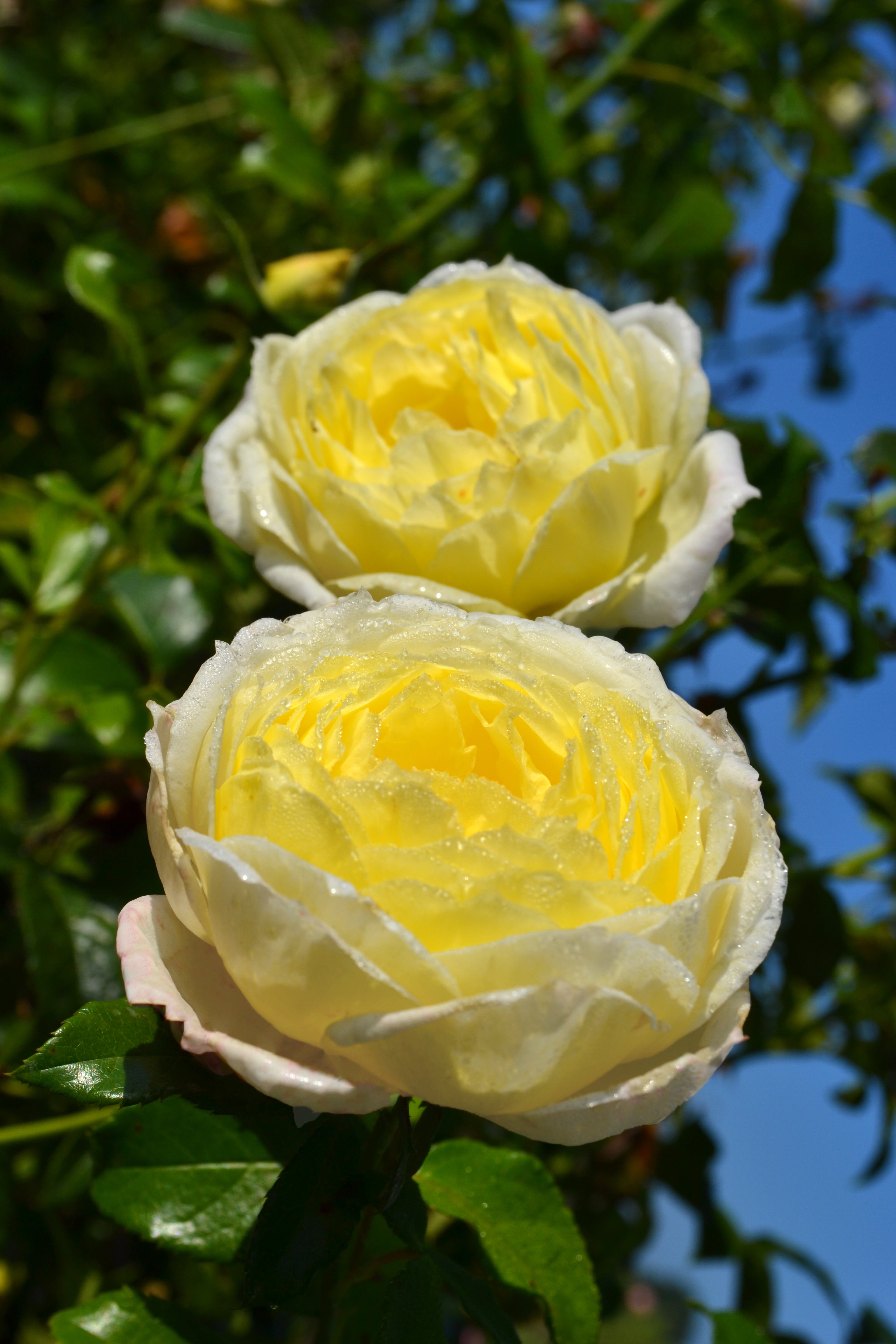 Climbing Rose - Amnesty International®-1