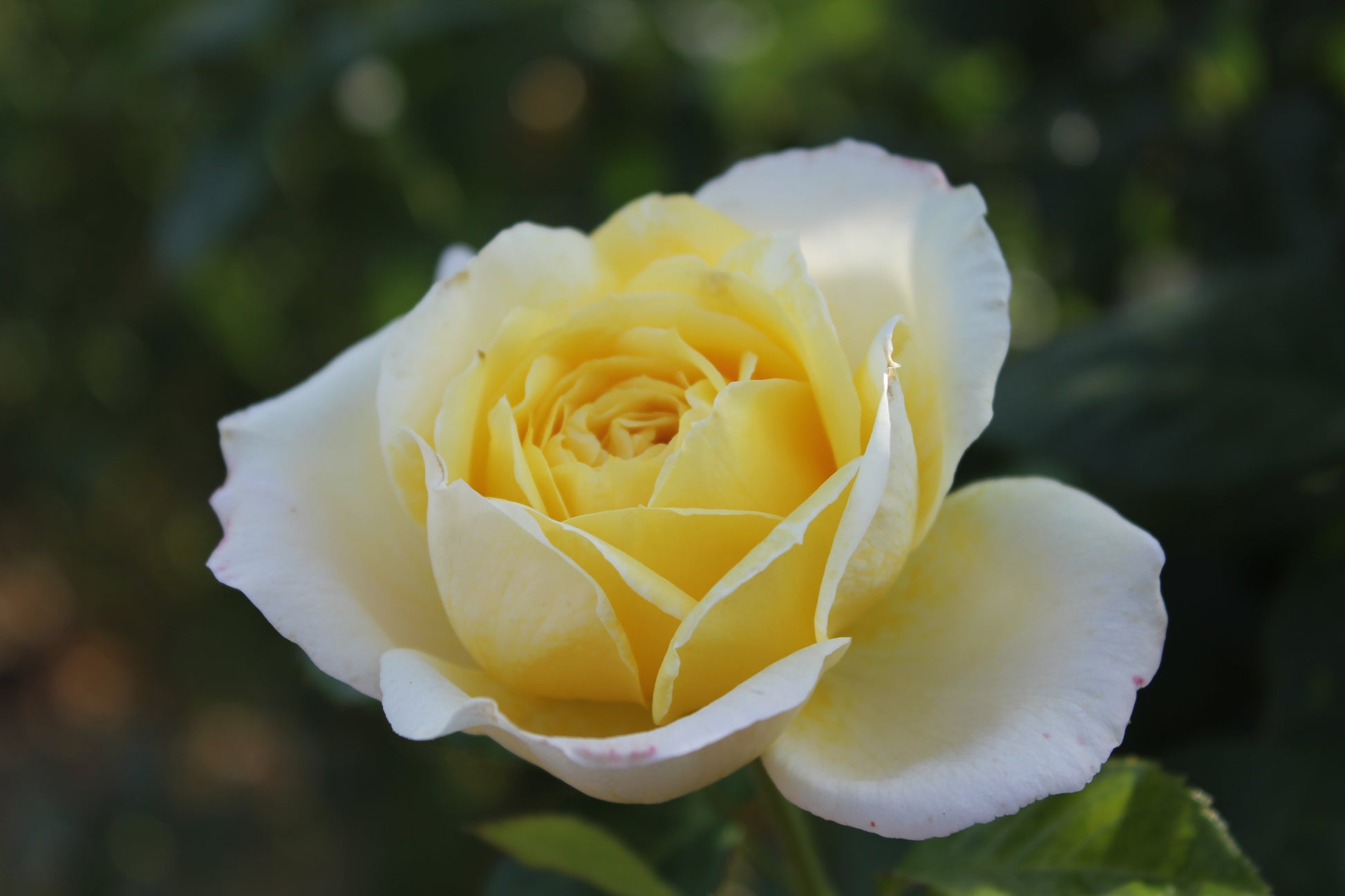 Climbing Rose - Amnesty International®-2