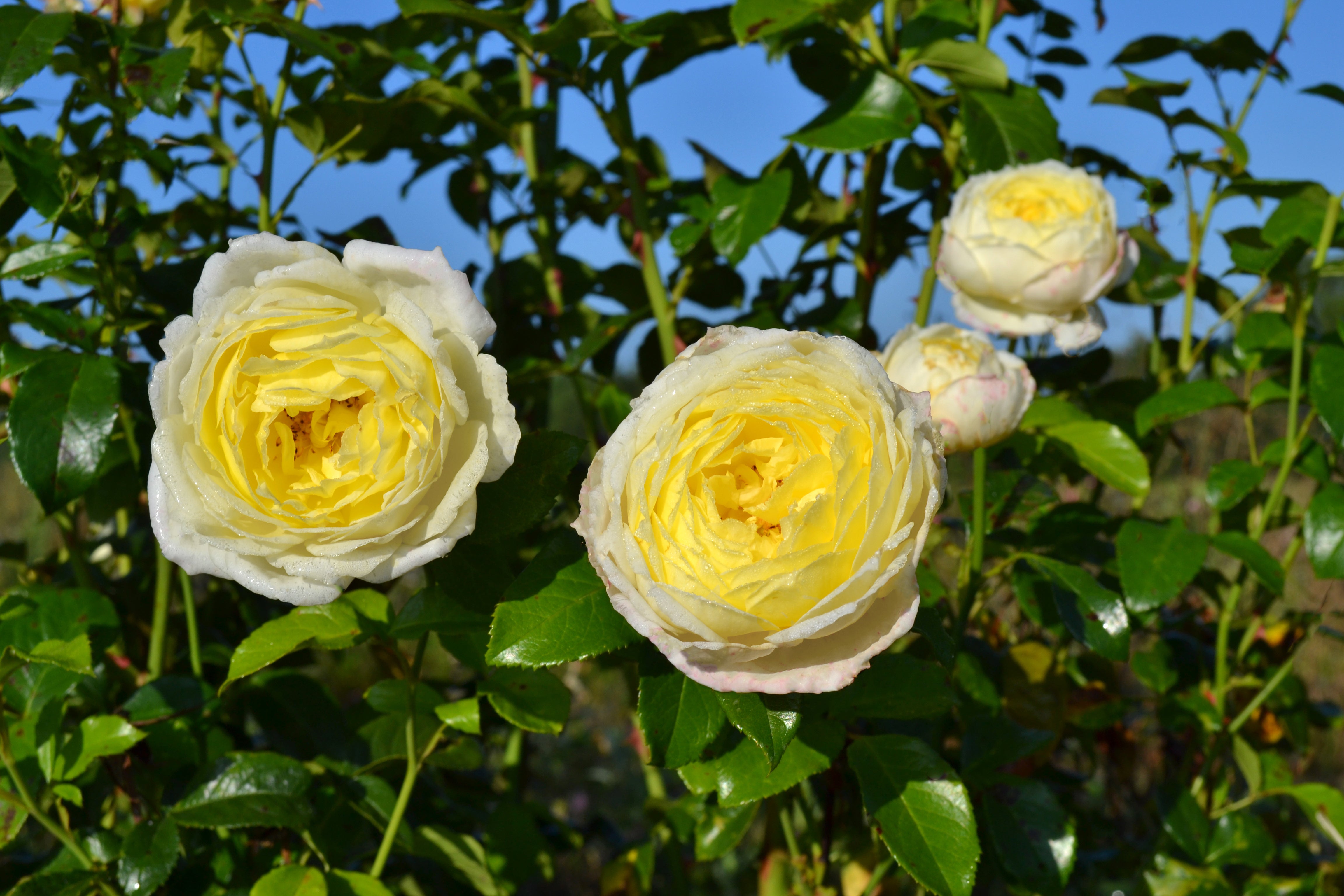 Climbing Rose - Amnesty International®-3