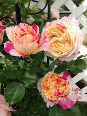 Climbing Rose - Julie Andrieu®-1