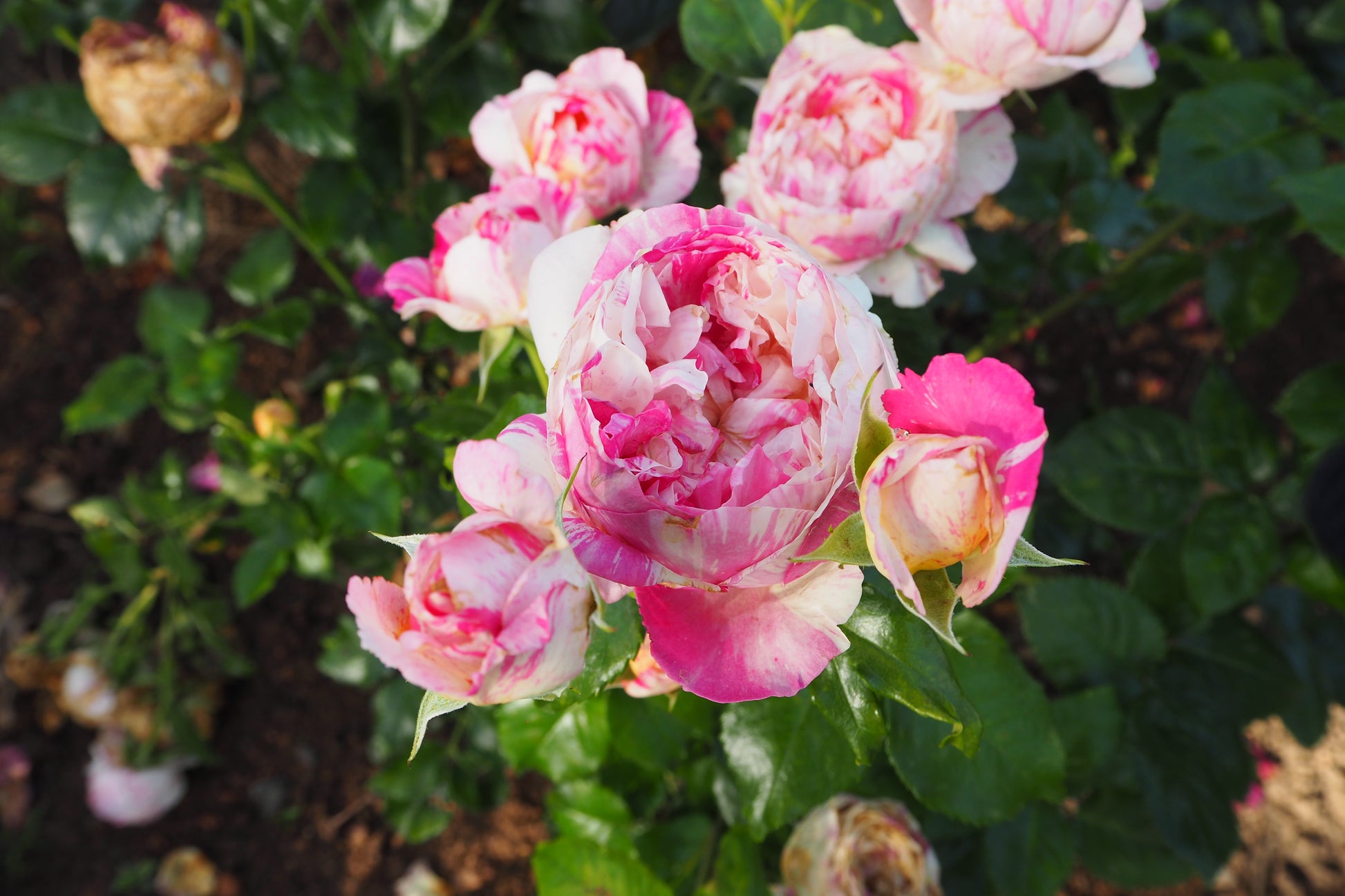 Climbing Rose - Julie Andrieu®-3