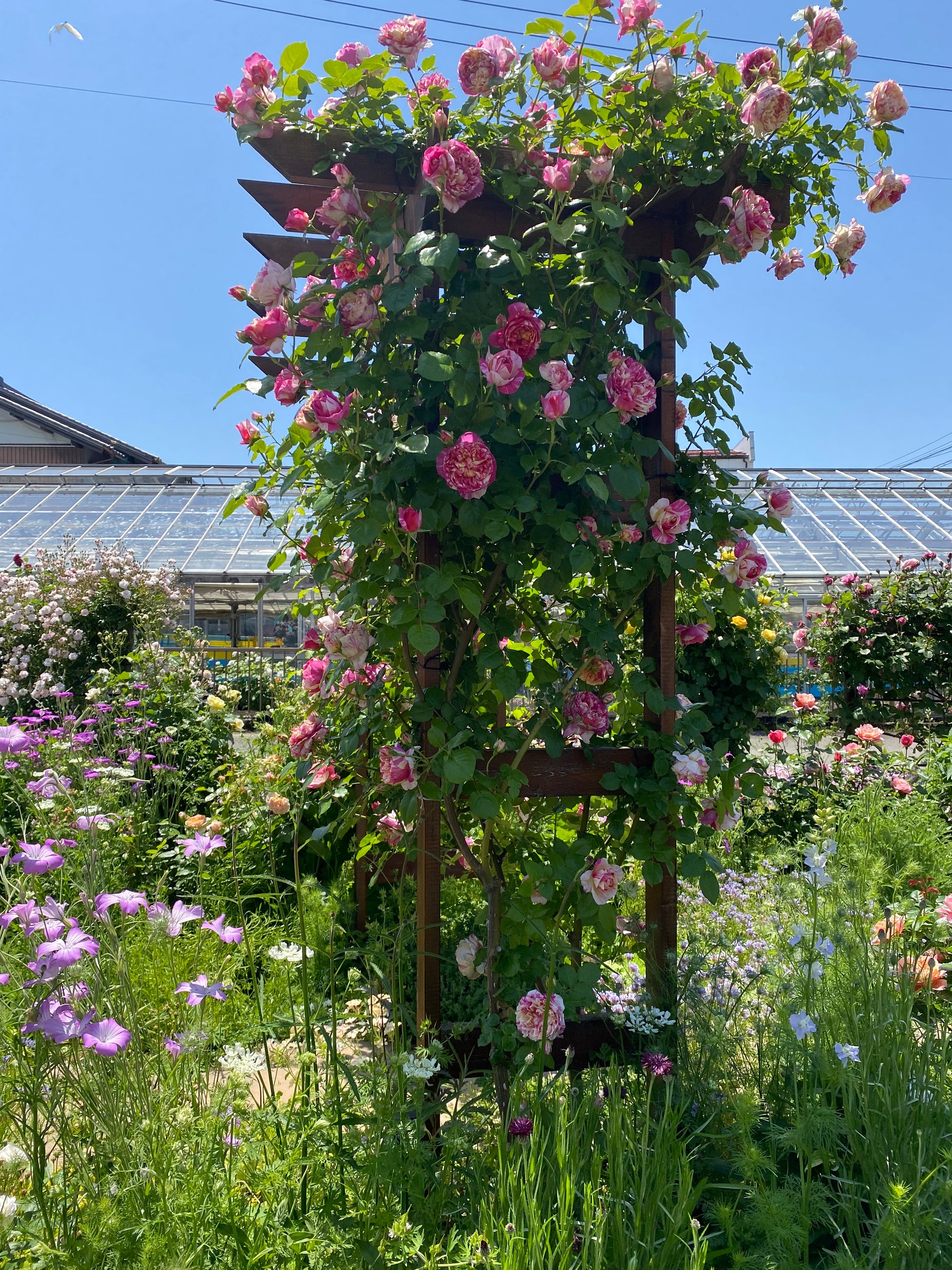 Climbing Rose - Julie Andrieu®-4
