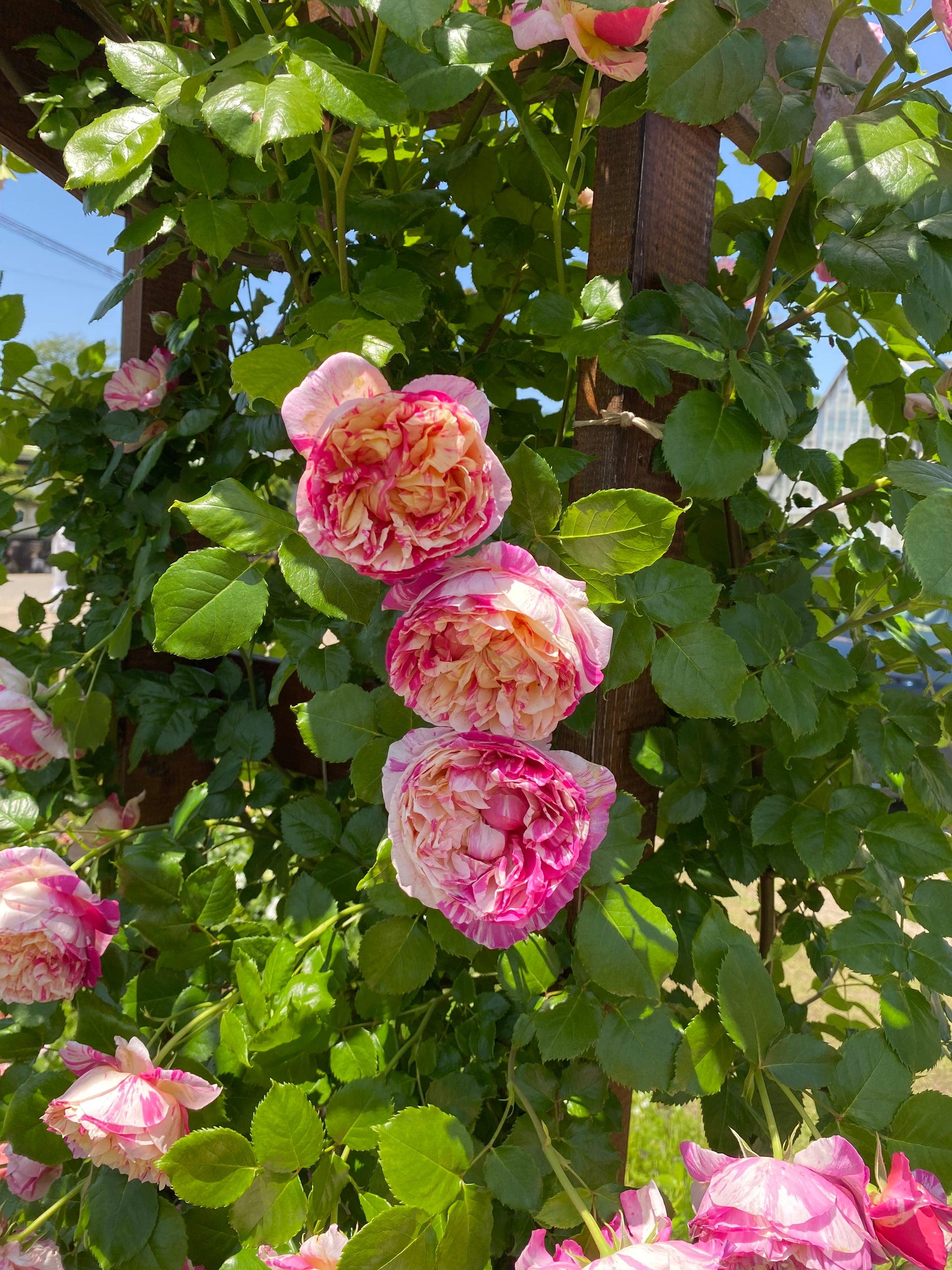 Climbing Rose - Julie Andrieu®-5