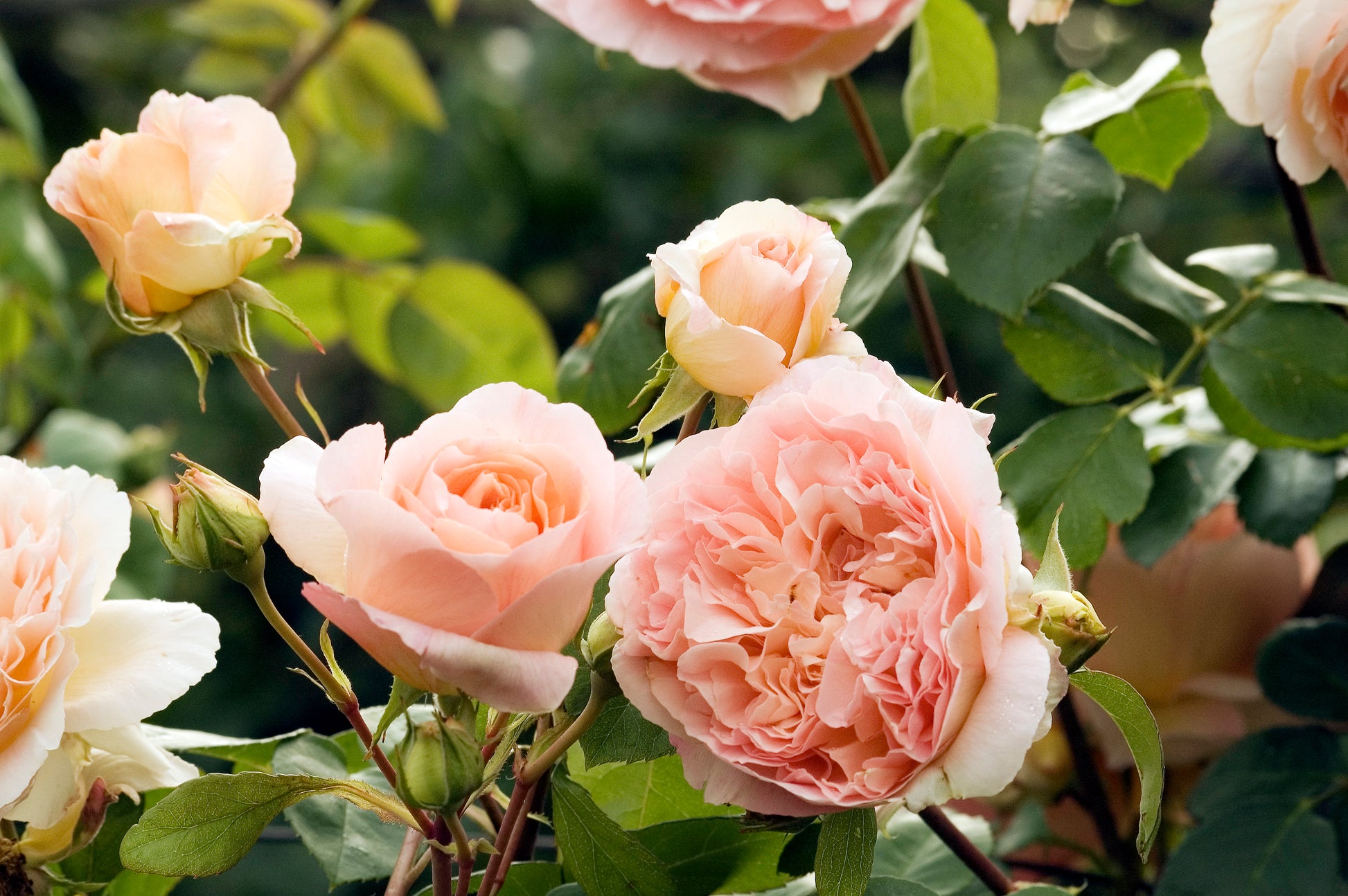 Climbing Rose - Papi Delbard®-2