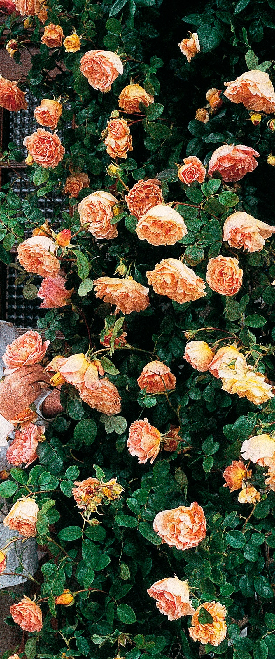 Climbing Rose - Papi Delbard®-3