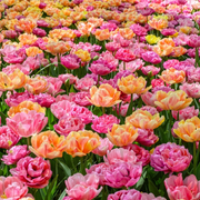 Komposition - Spring Jewels
