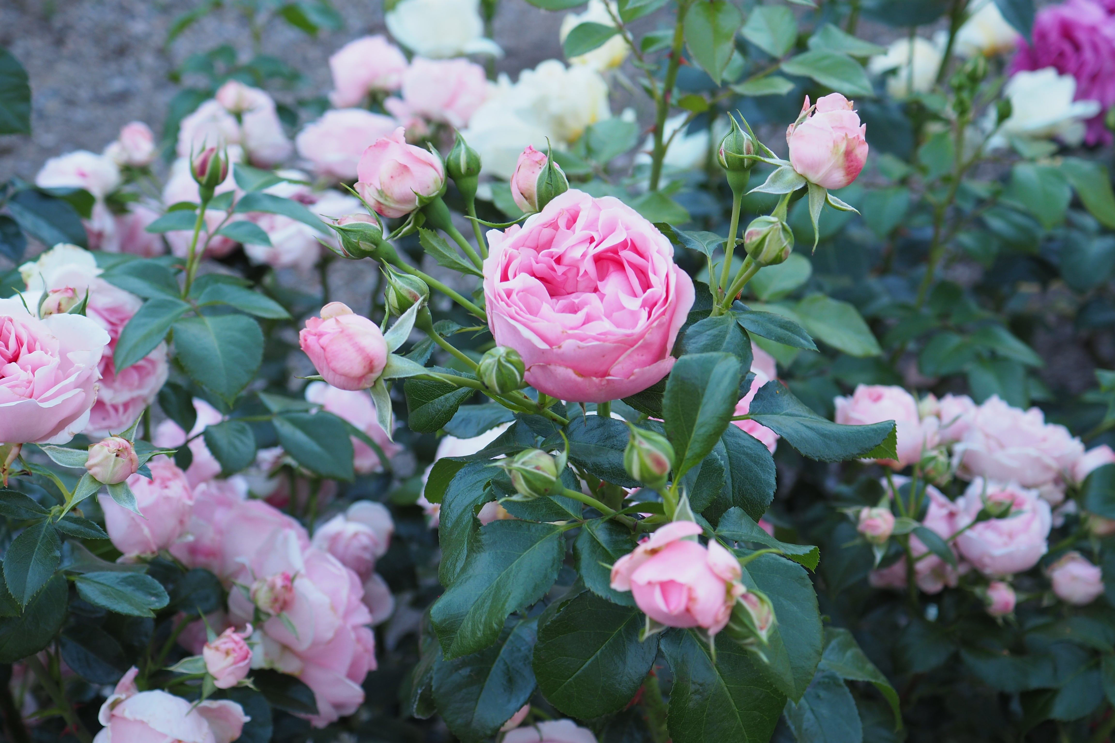 Floribunda Ruža - Comtesse de Ségur®