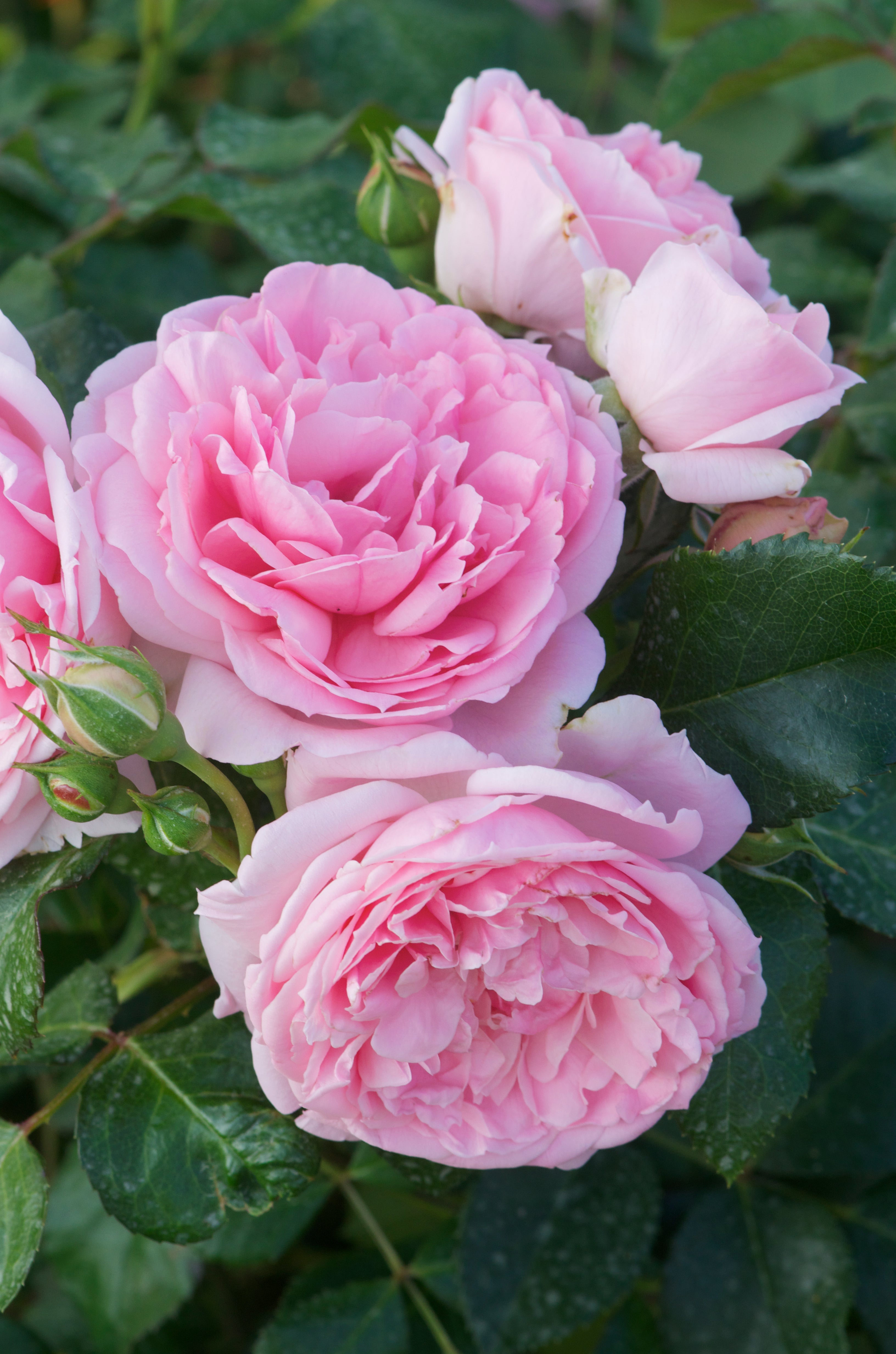 Floribunda Ruža - Comtesse de Ségur®
