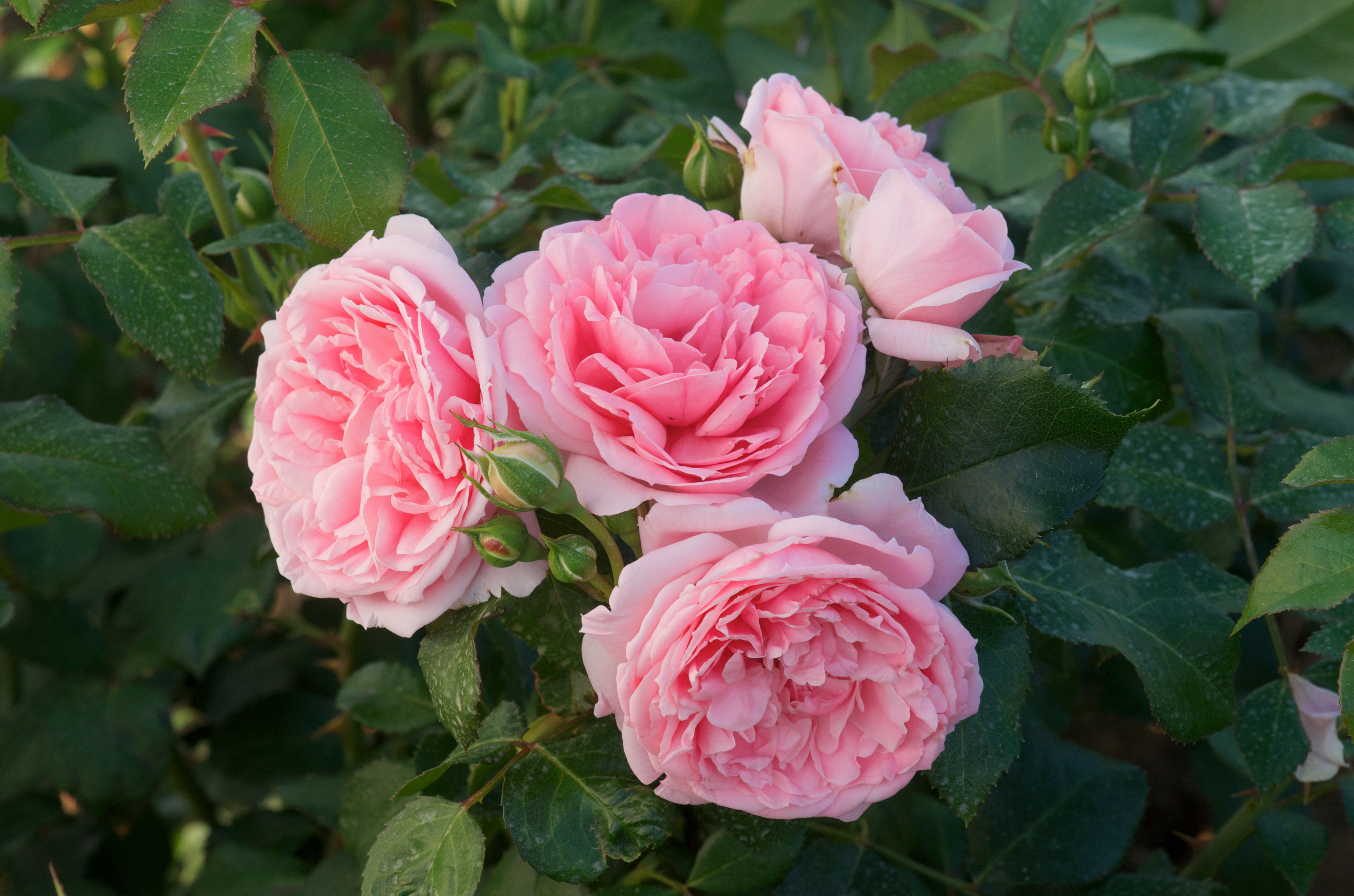 Floribunda Ruža - Comtesse de Ségur®