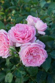 Floribunda Ruža - Comtesse de Ségur®