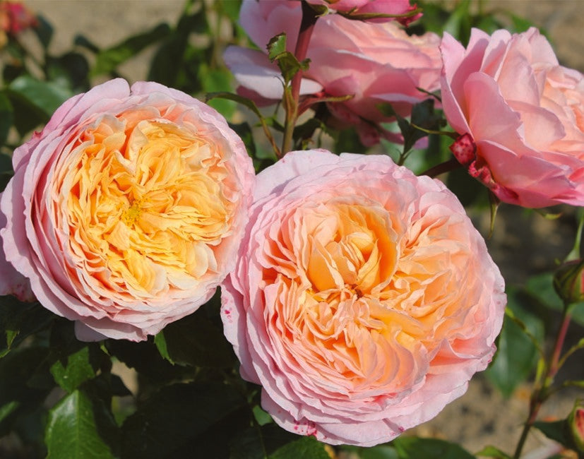Floribunda Ruža - Domaine de Chantilly®