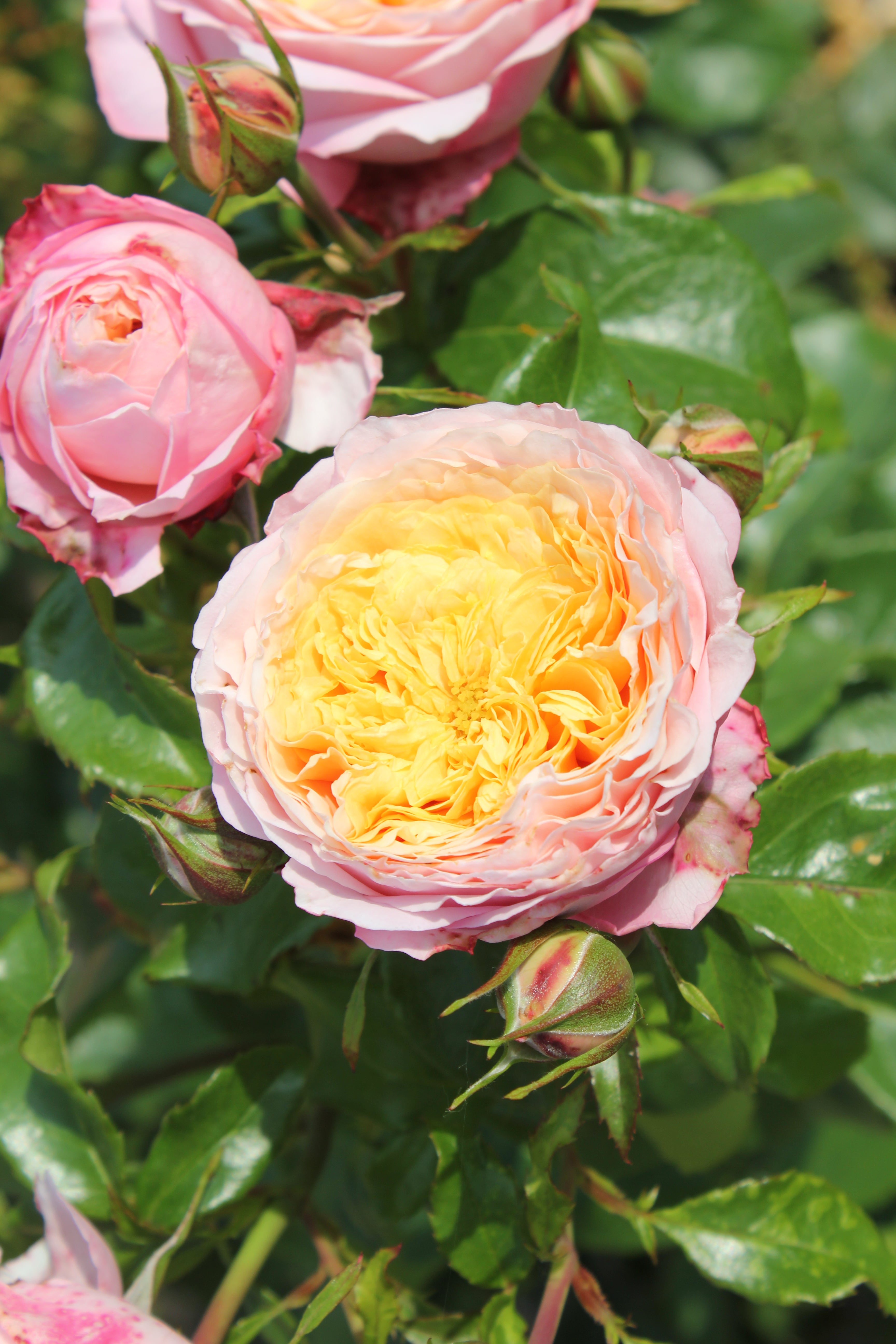 Floribunda Ruža - Domaine de Chantilly®