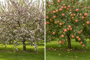 Dwarf Apple Tree - Jonagold