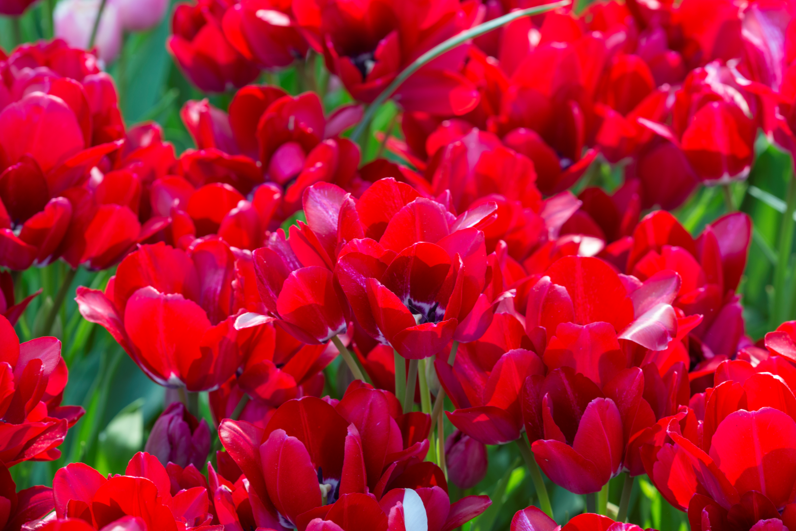 Tulipan Višecvjetni - Ognjena Klub - 12/+