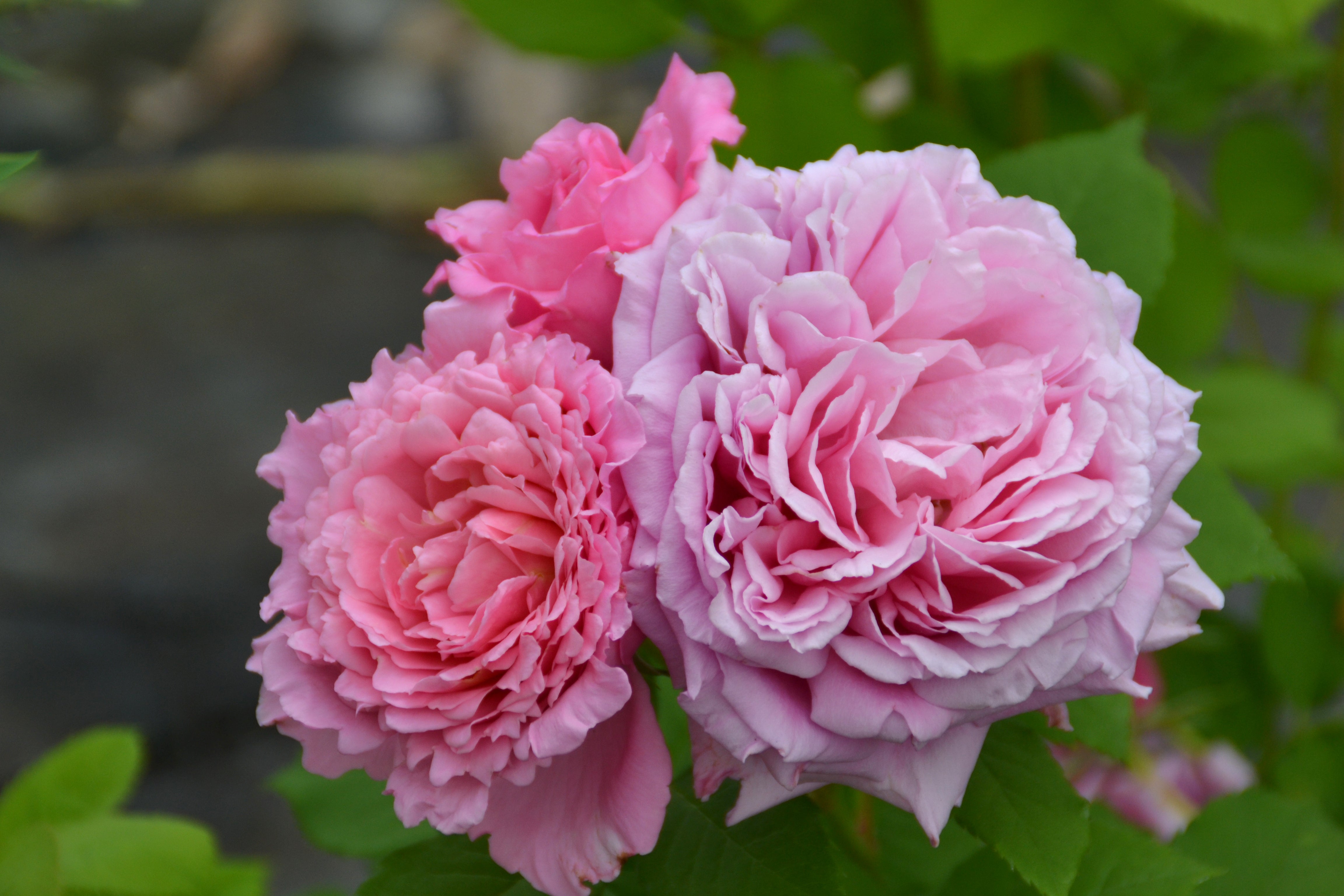 Floribunda Rose - Bienvenue®-2